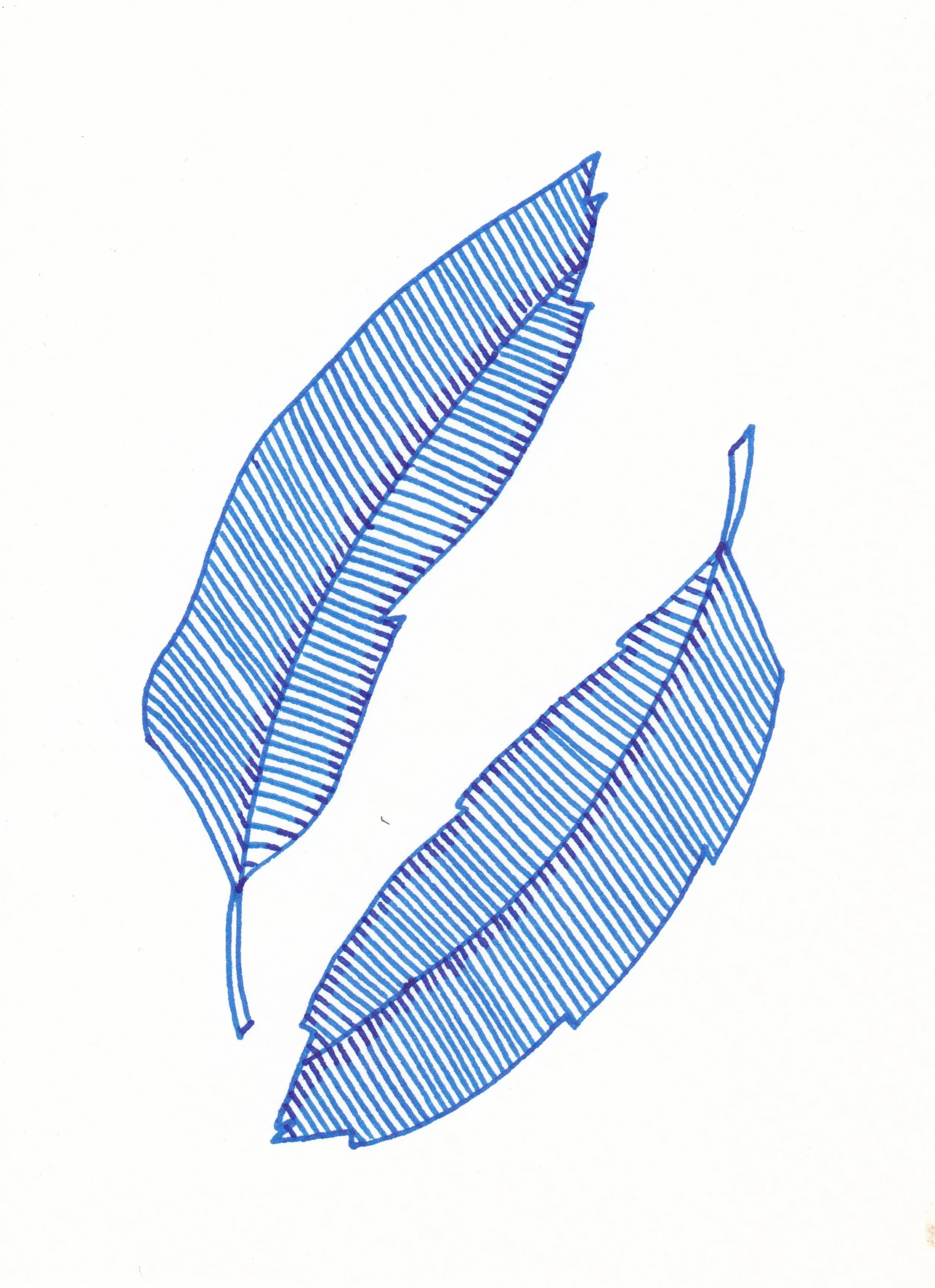 Blue feathers.jpeg