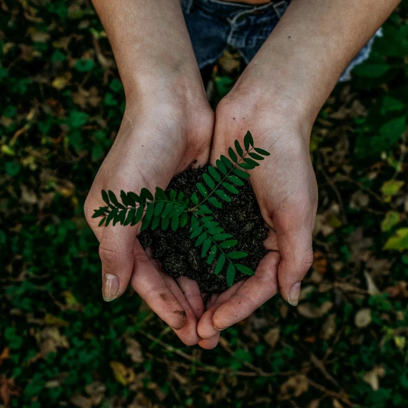 Two hands holding dark soil with a small green fern plant growing in it, with a green leafy background.