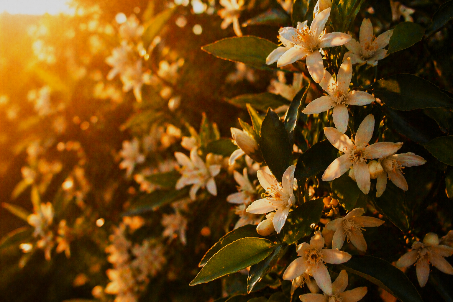 Citrus+blooms+bathed+in+sunset+light.png