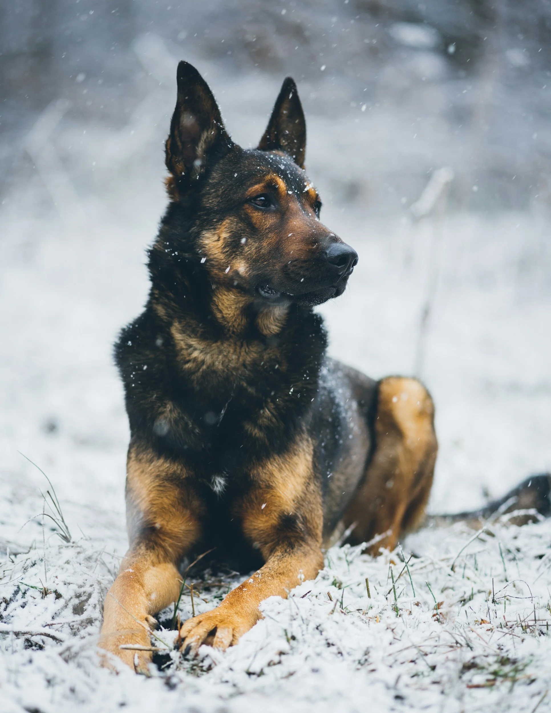 A German Shepherd dog on a down