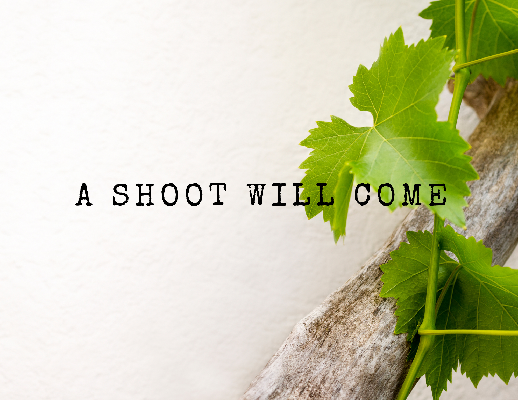 A Shoot Will Come