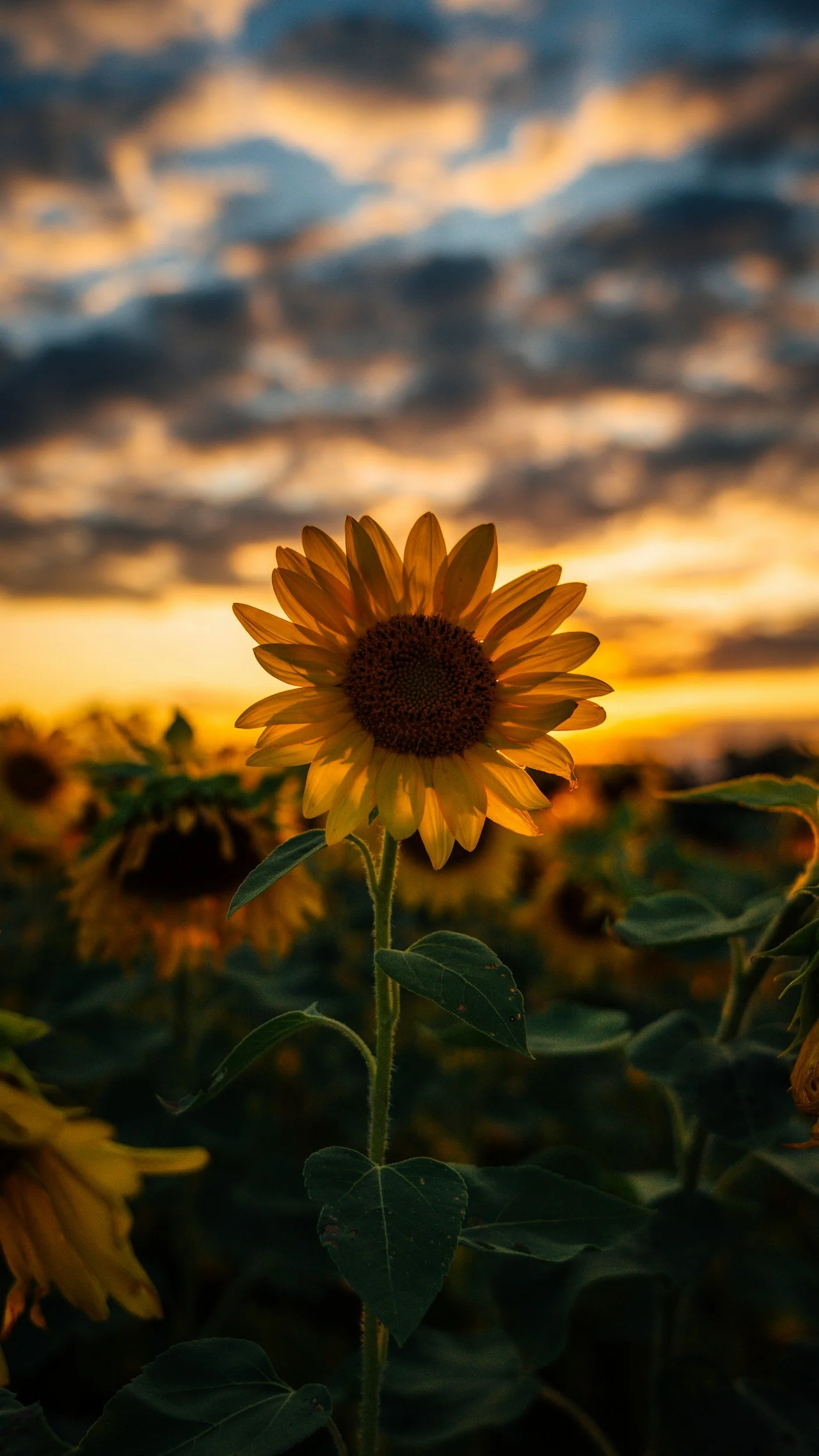 A sunflower with yellow petals and a dark center, backlit by a sunset sky with orange and blue clouds.