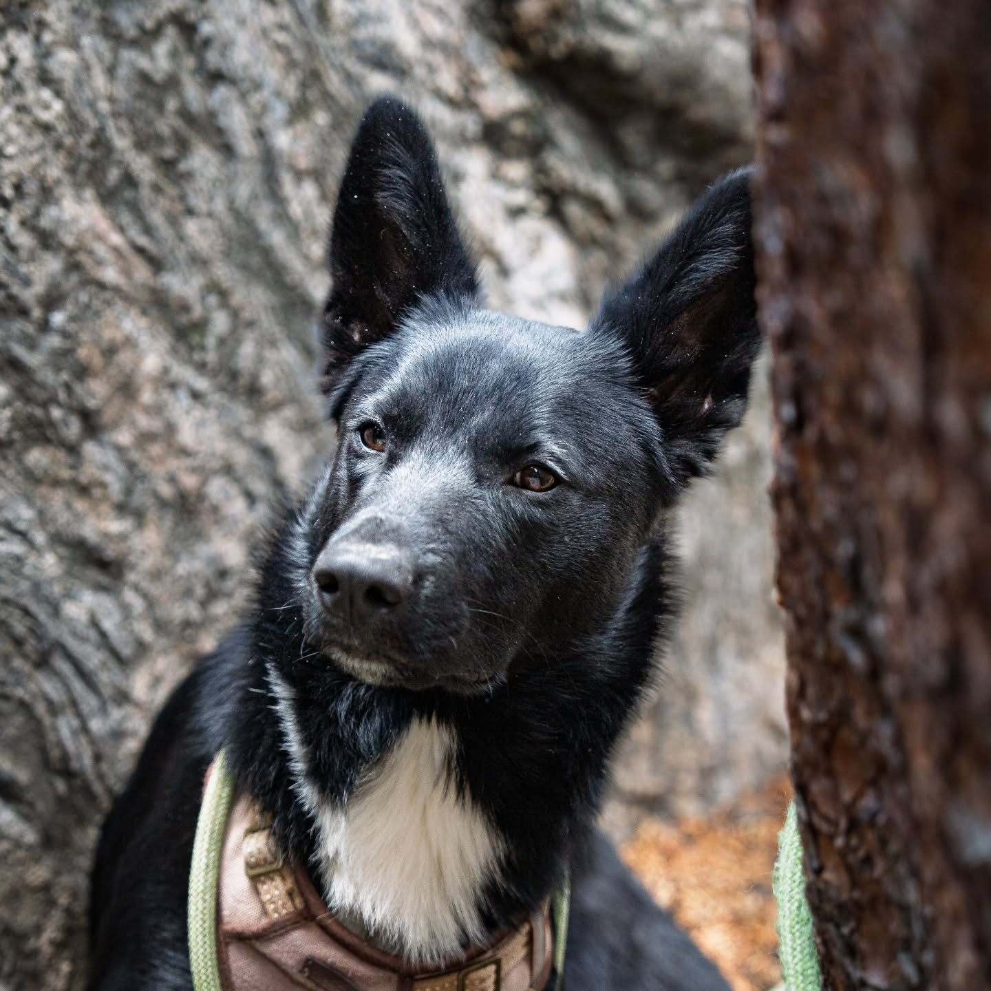 Random crag dog at #guanellapass

A well-behaved crag dog is never a bad thing. The key word is well behaved, we don't to land on your best friends.

We do want to take pictures of your furry best friends, though. So, if you have ever looked for pict