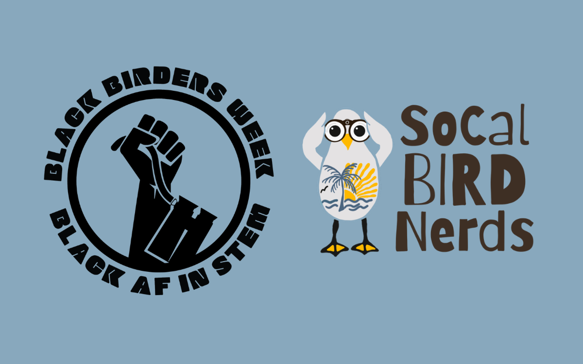 Black Birders Week 2026: May 24-30