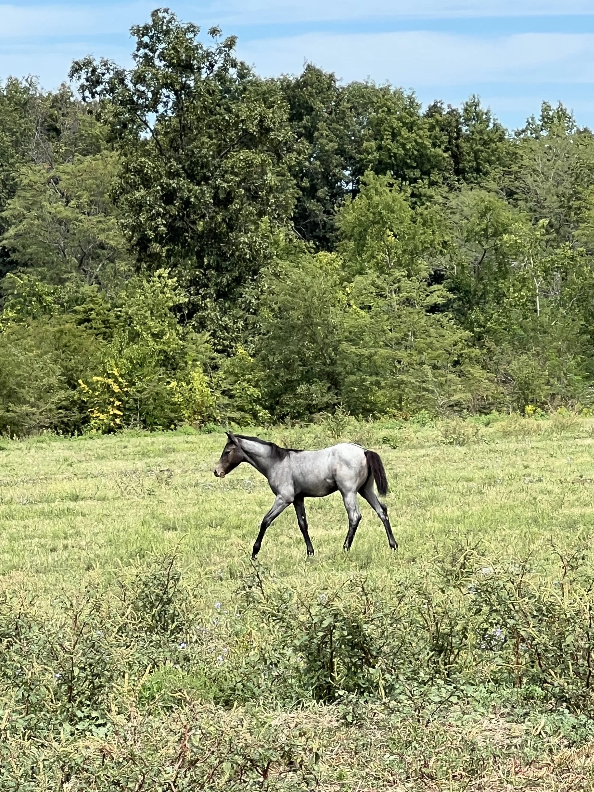 IMG_4546.jpeg