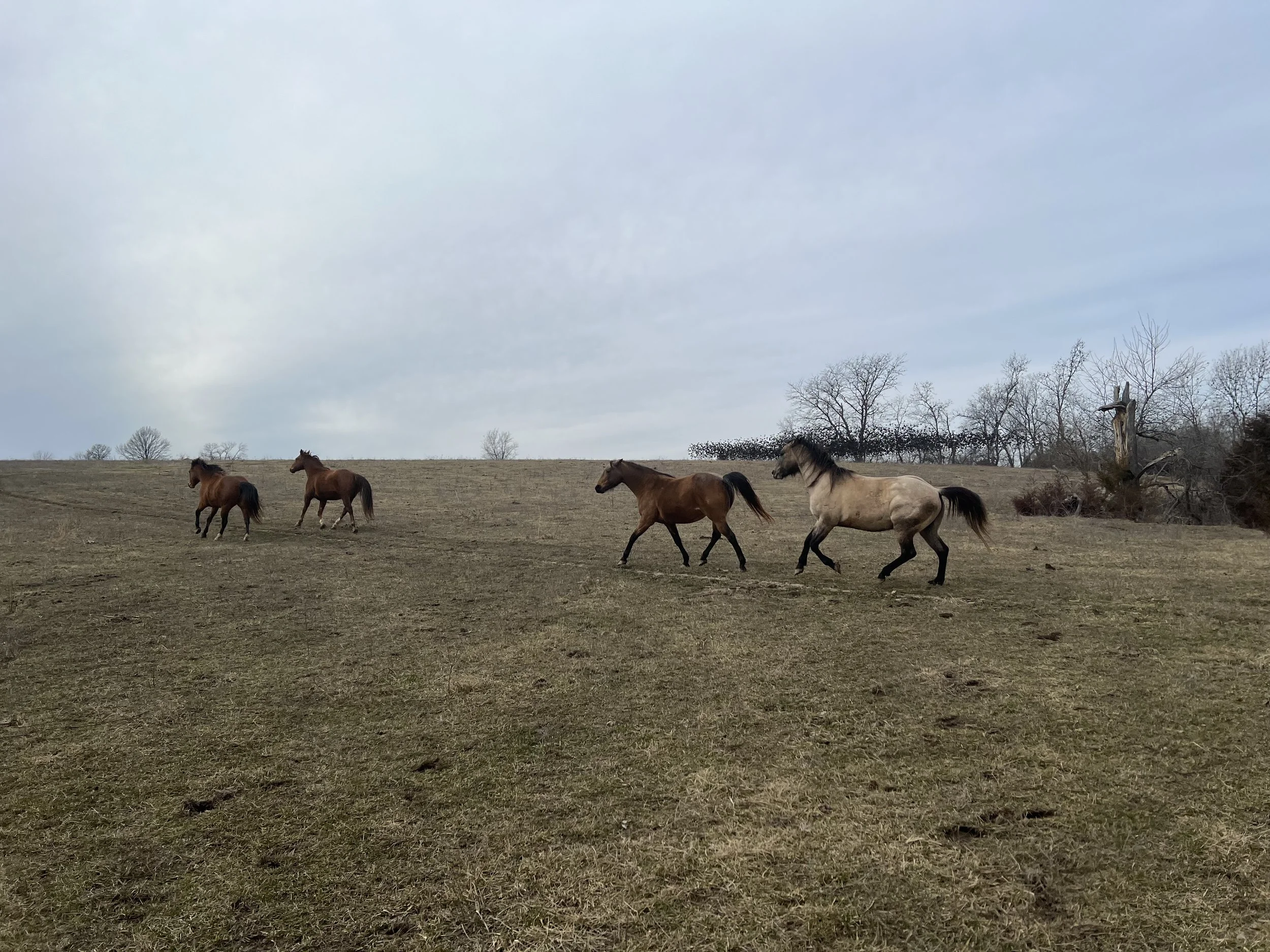 IMG_1872.jpeg