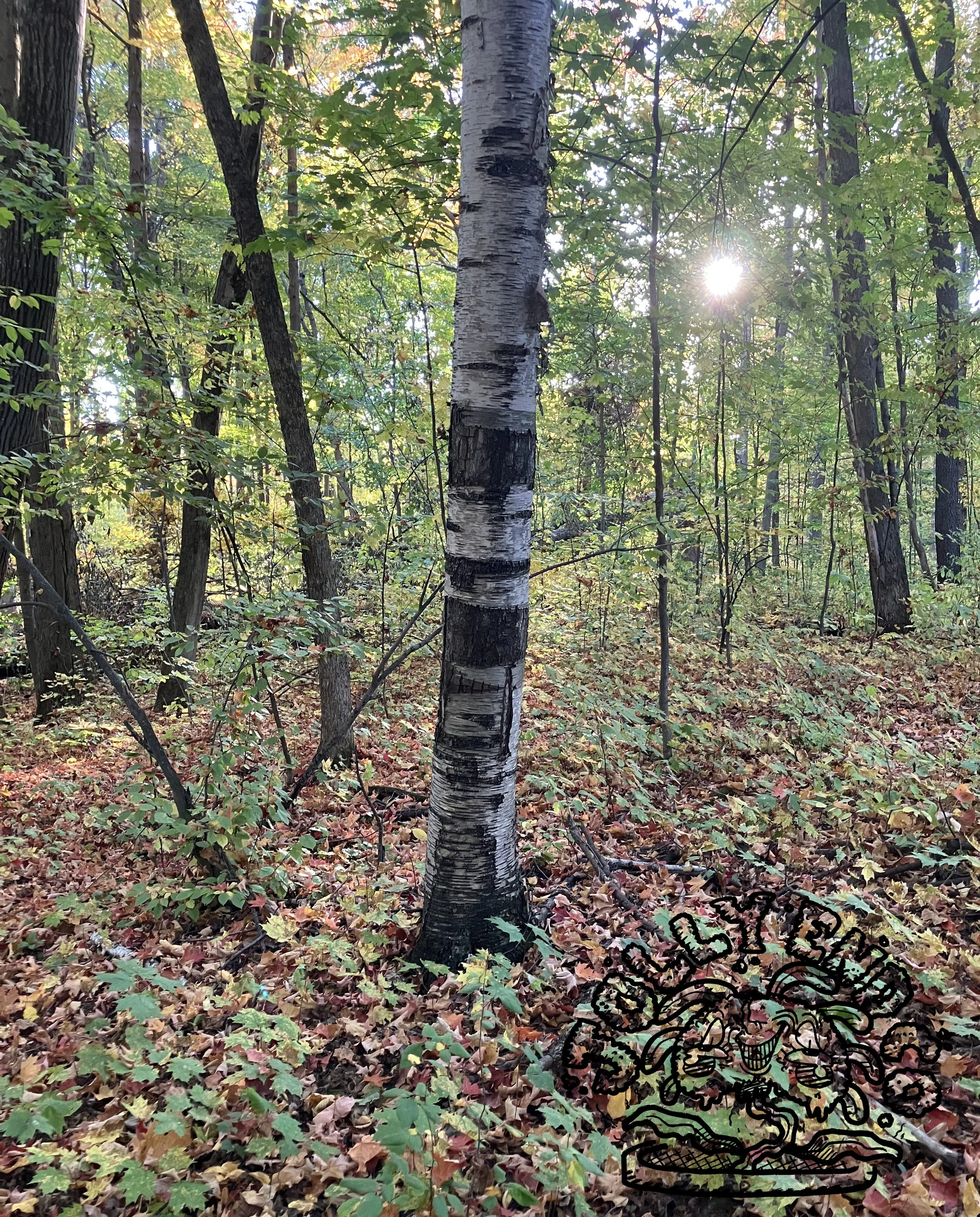 A peeling birch tree trunk with dark stripes of bark across it horizontally, and a white orb of the sun shining through the trees from behind the leaves.