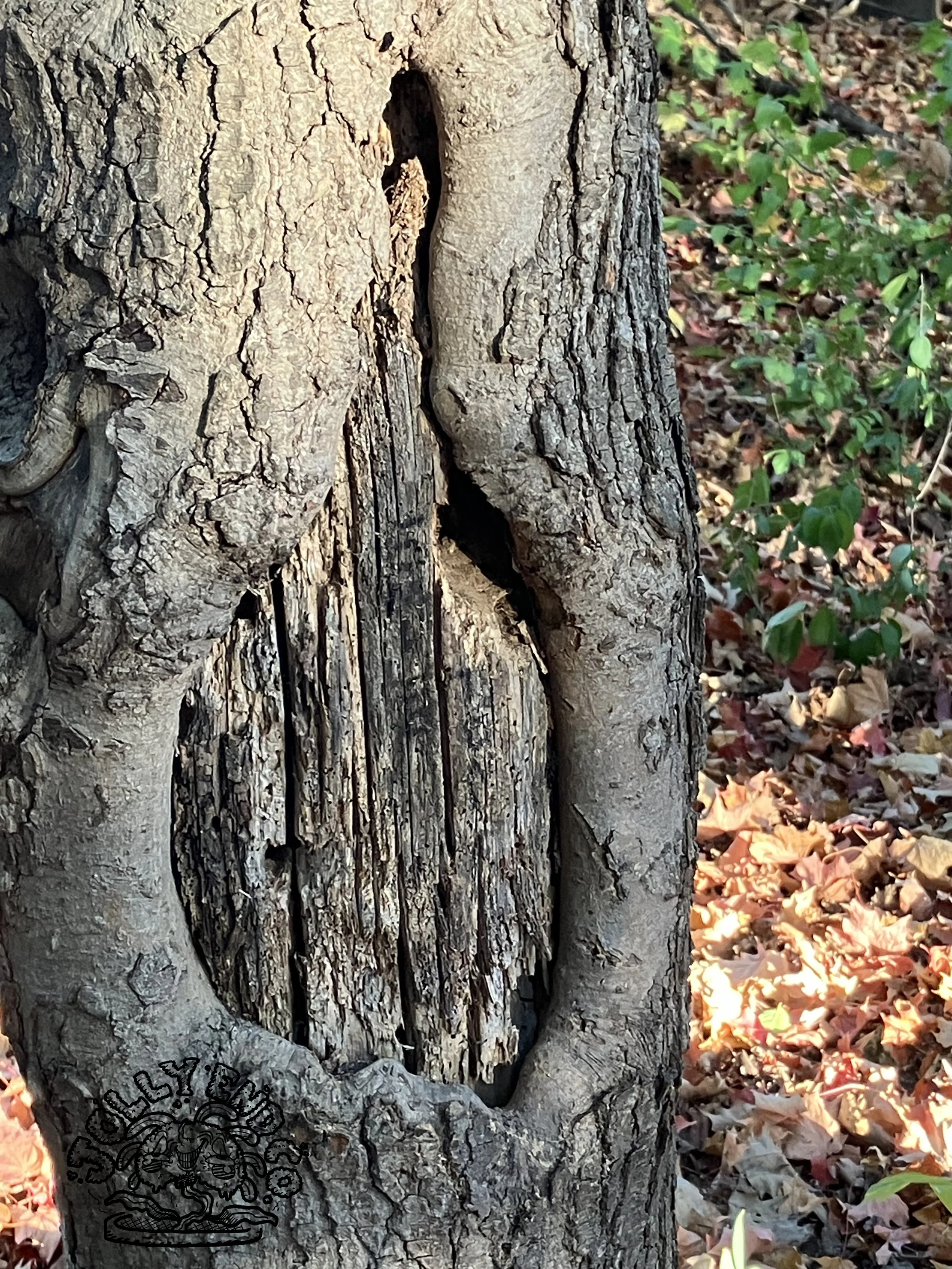 A tree trunk which seems to be wrapping around and consuming another tree trunk.