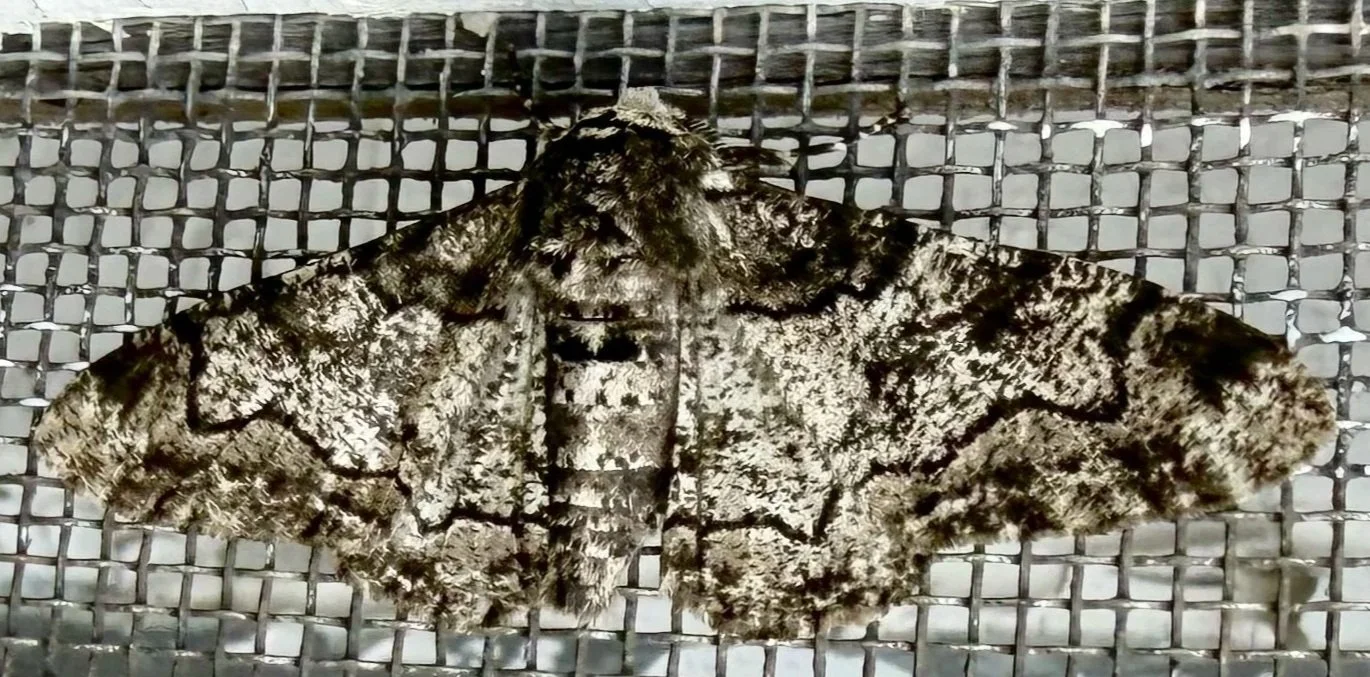 Peppered Moth