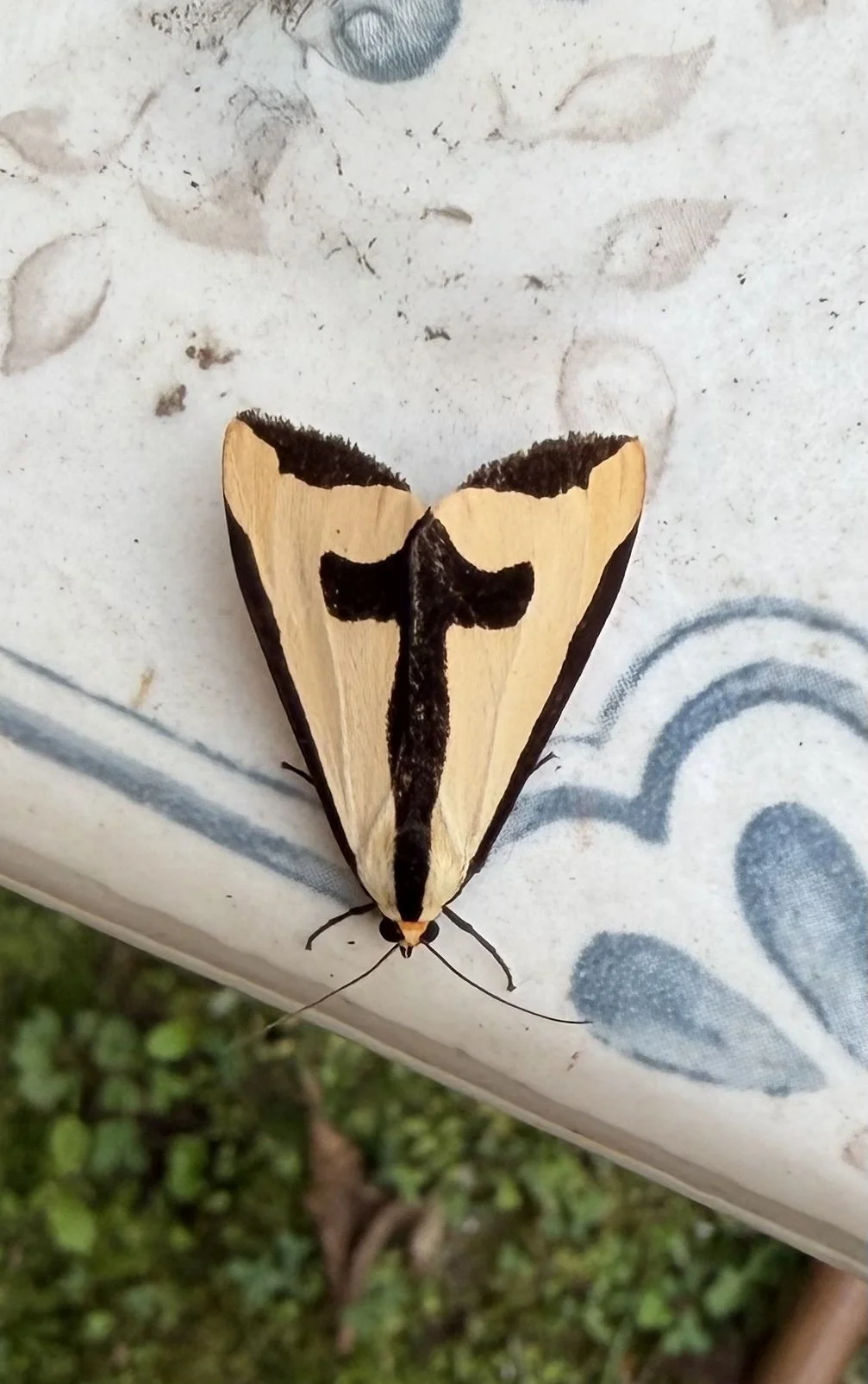 Clymene Moth