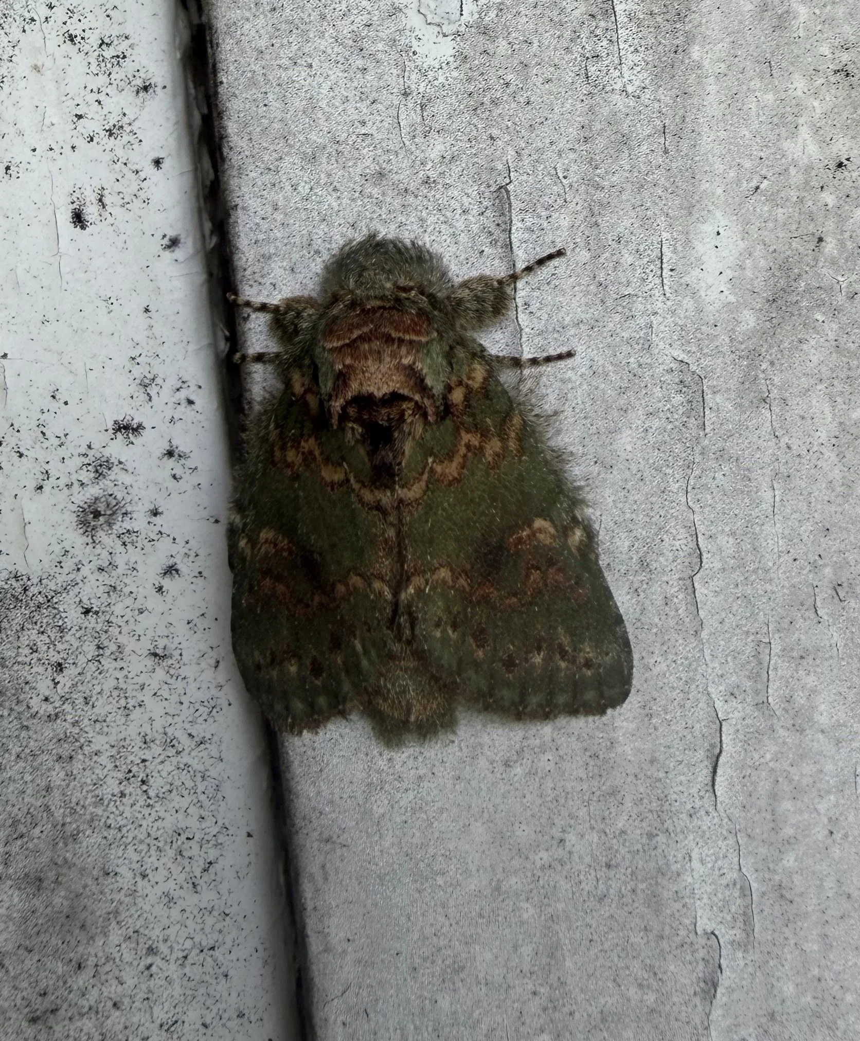 Saddled Prominent