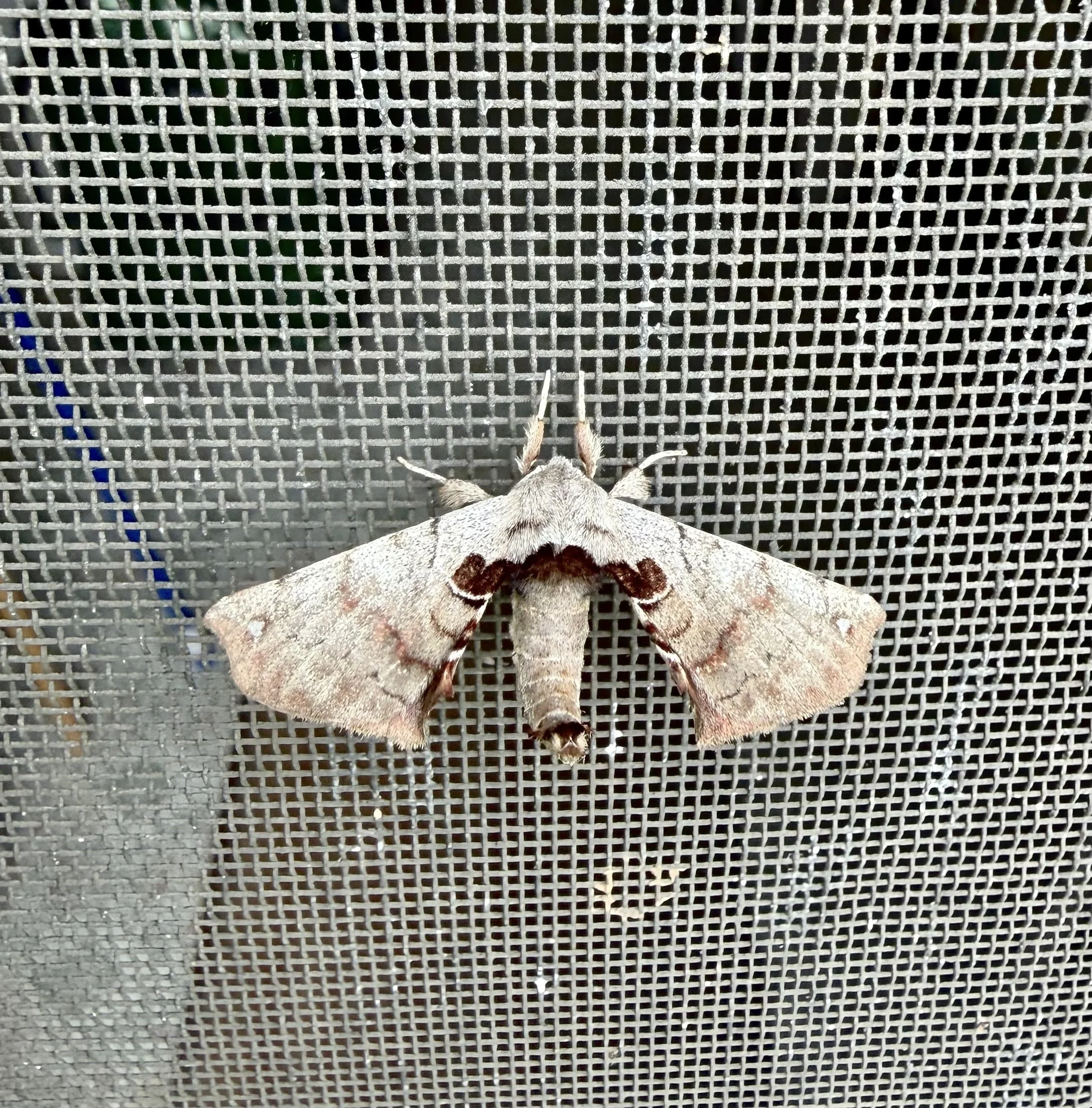 Spotted Apatelodes Moth