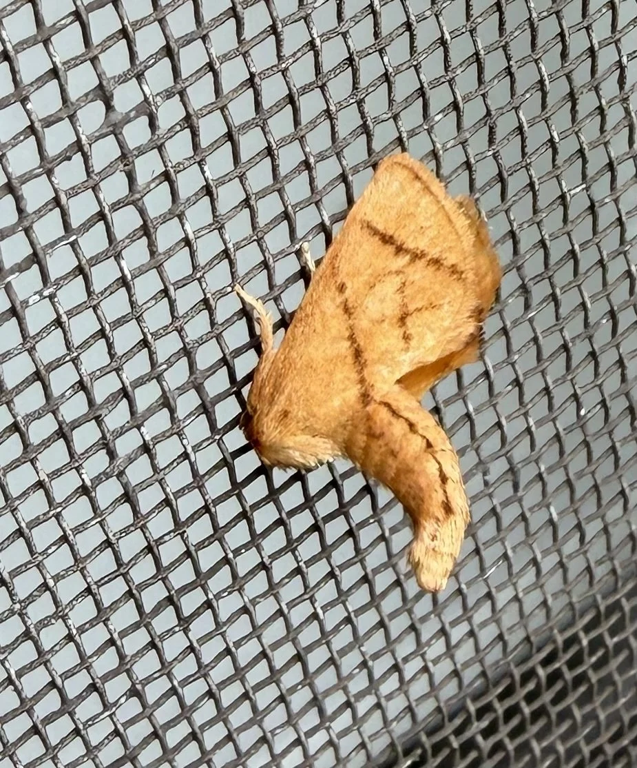 Yellow-collared Slug Moth