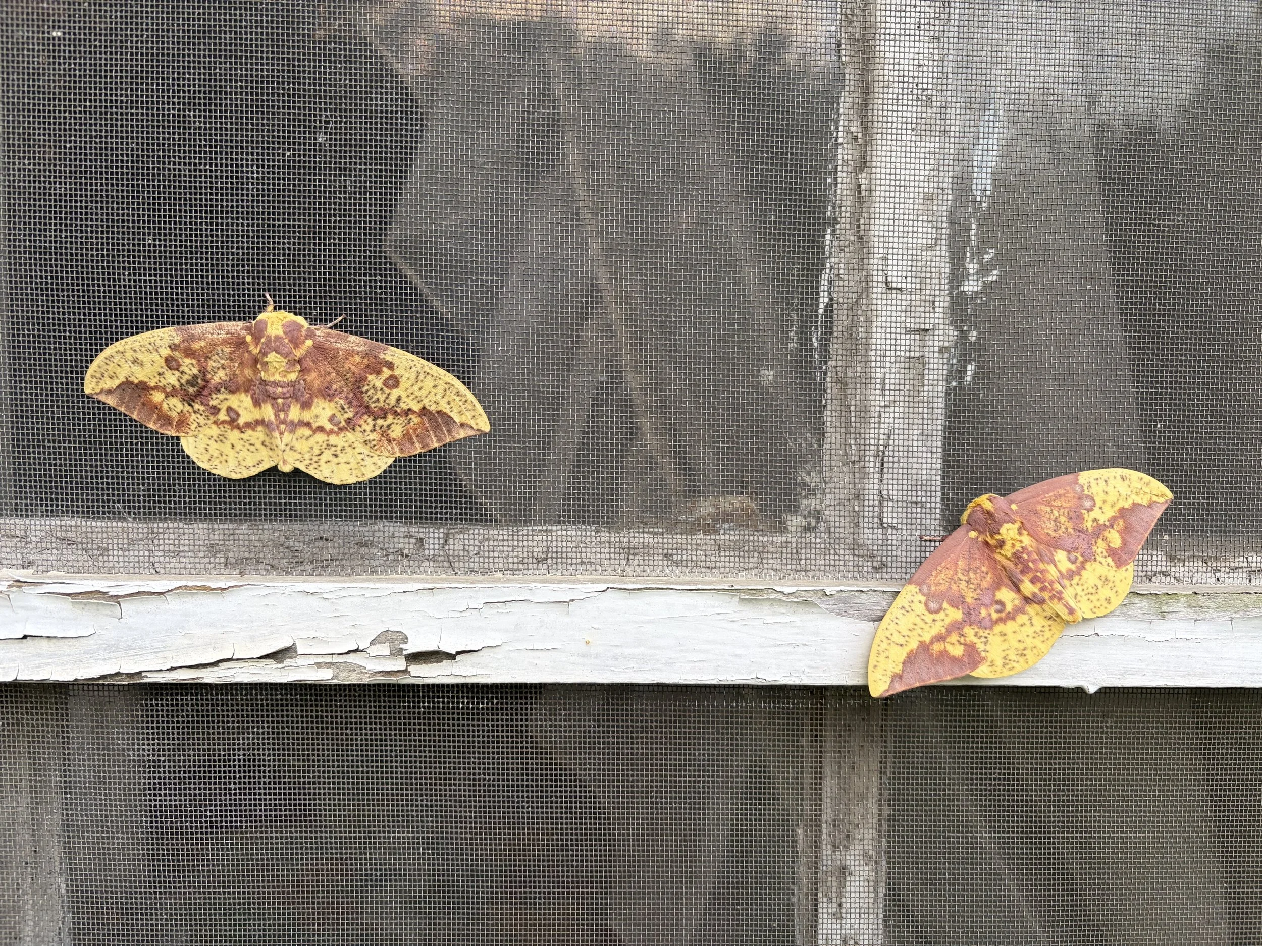 Two Imperial Moths