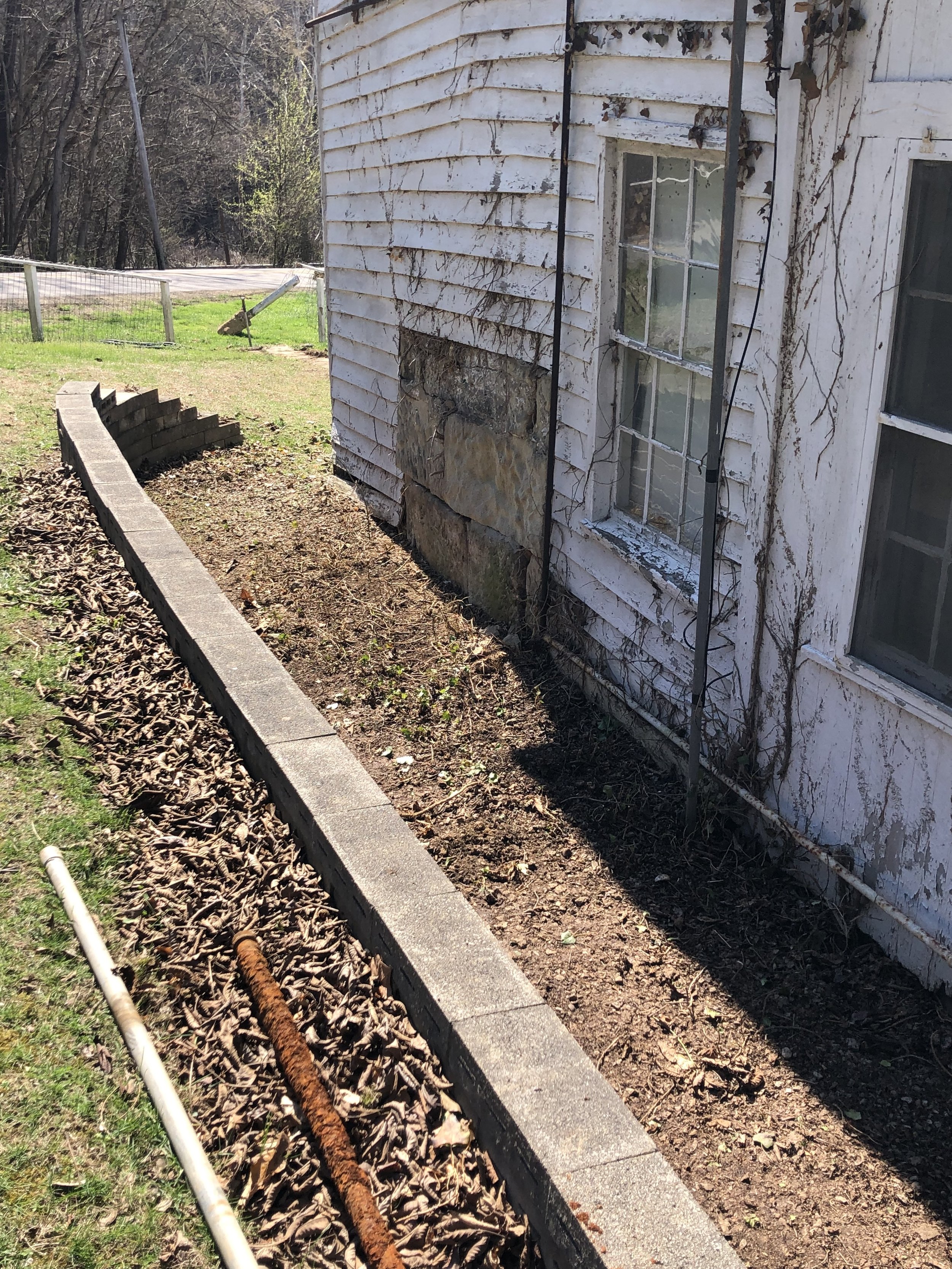 No leaves and no ivy