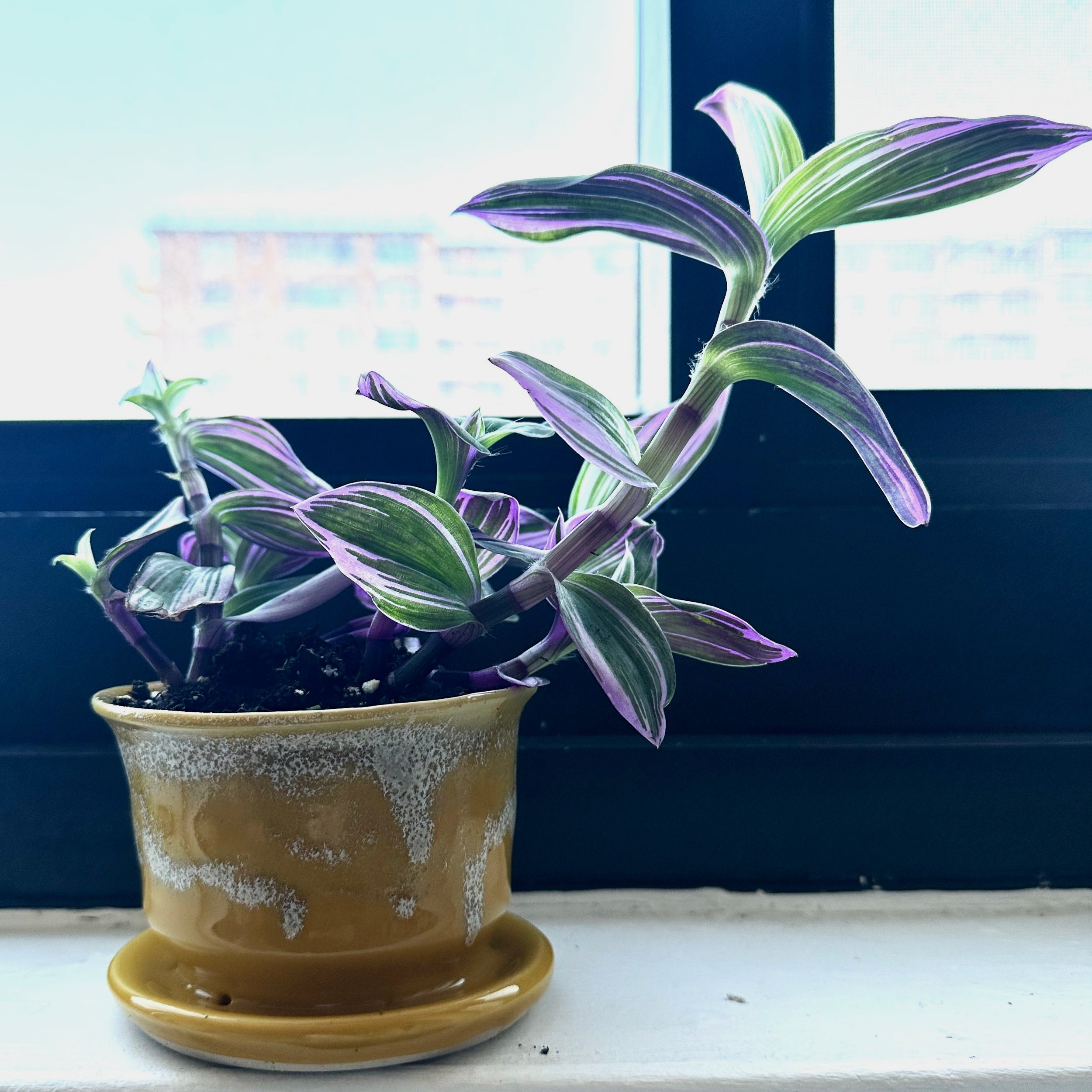 A potted plant with variegated purple and green leaves on a windowsill.