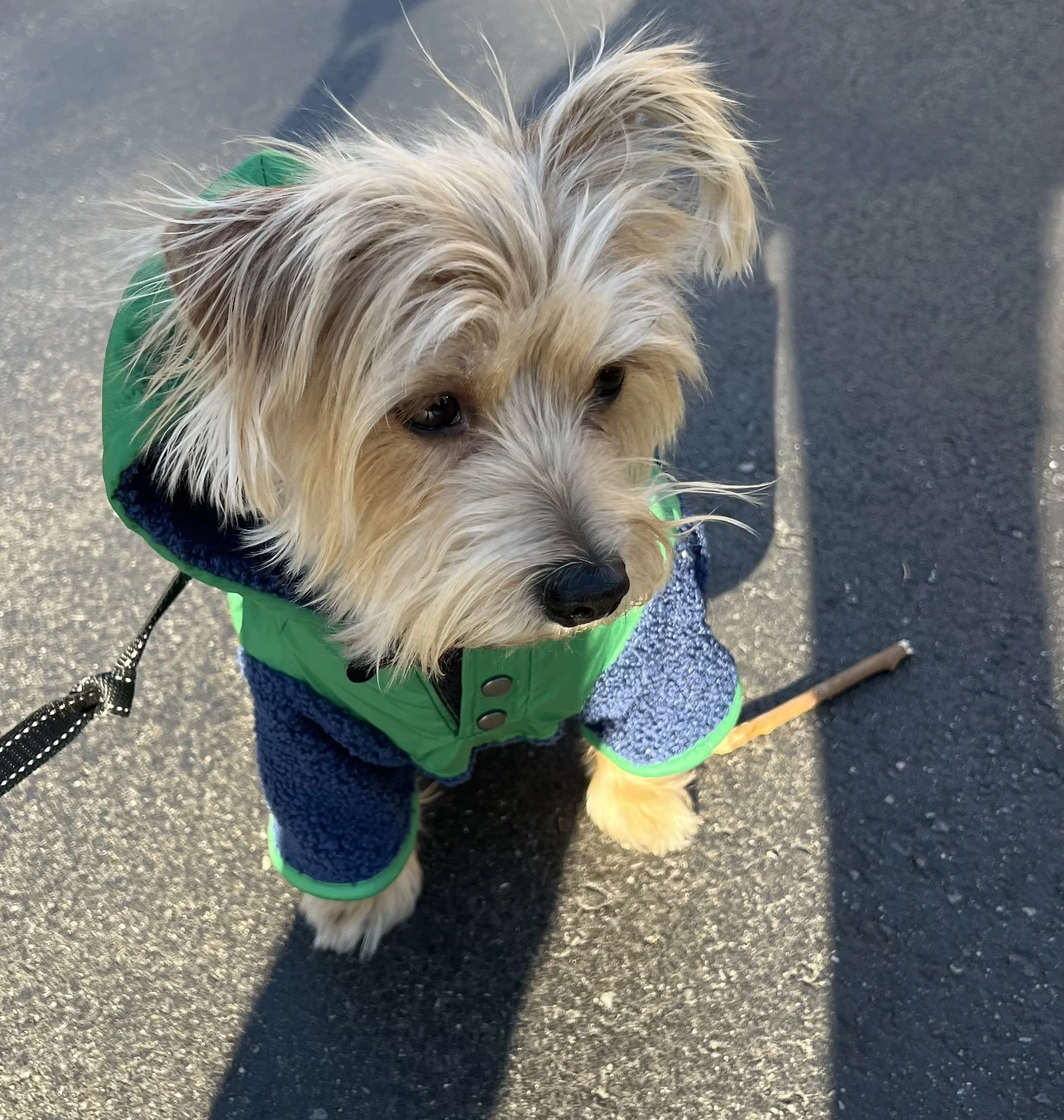 A small dog with shaggy tan and white fur wearing a green jacket and a blue sweater, sitting on an asphalt surface.