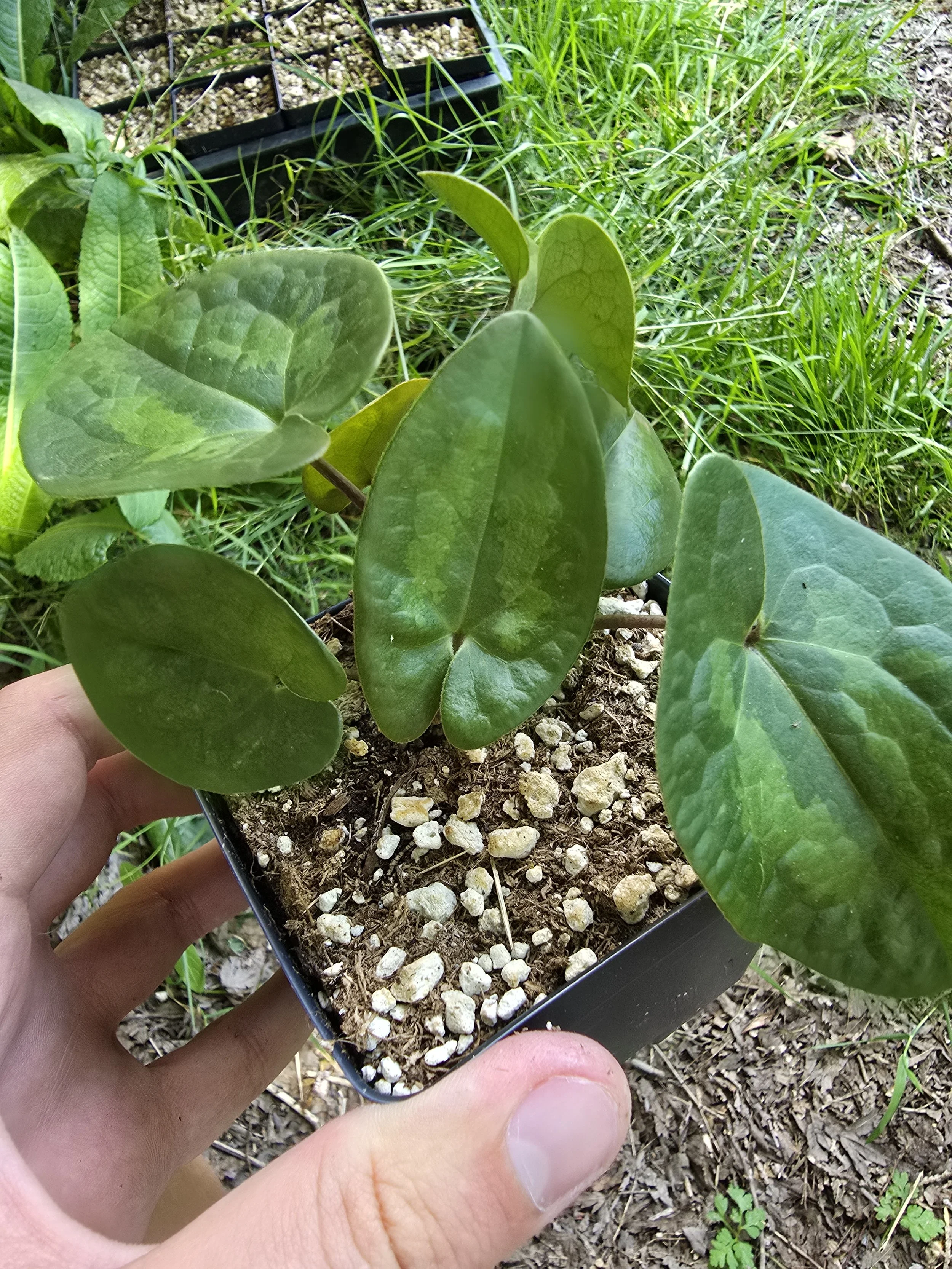 Asarum maximum 'ling ling'