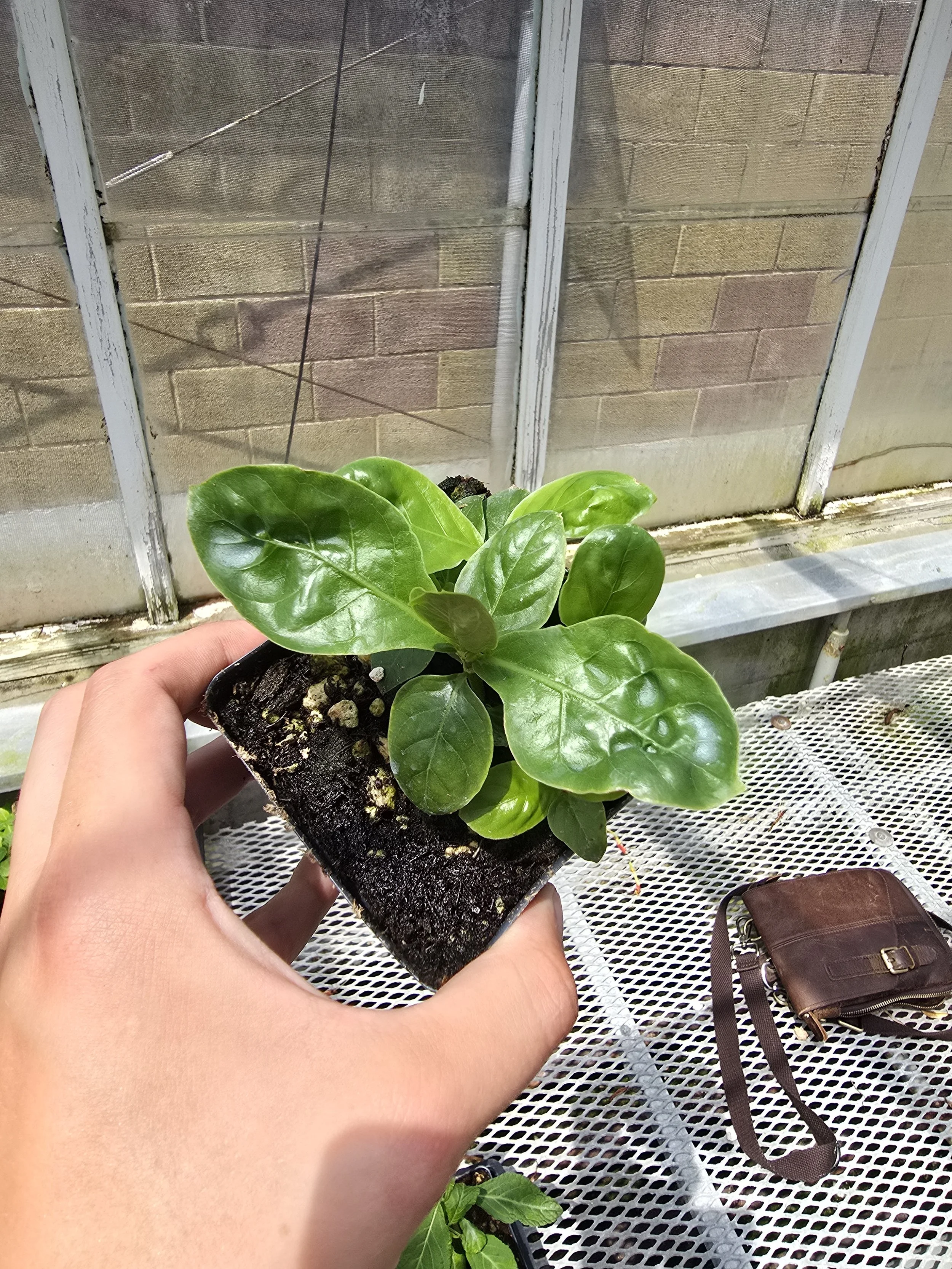 Psychotria viridis