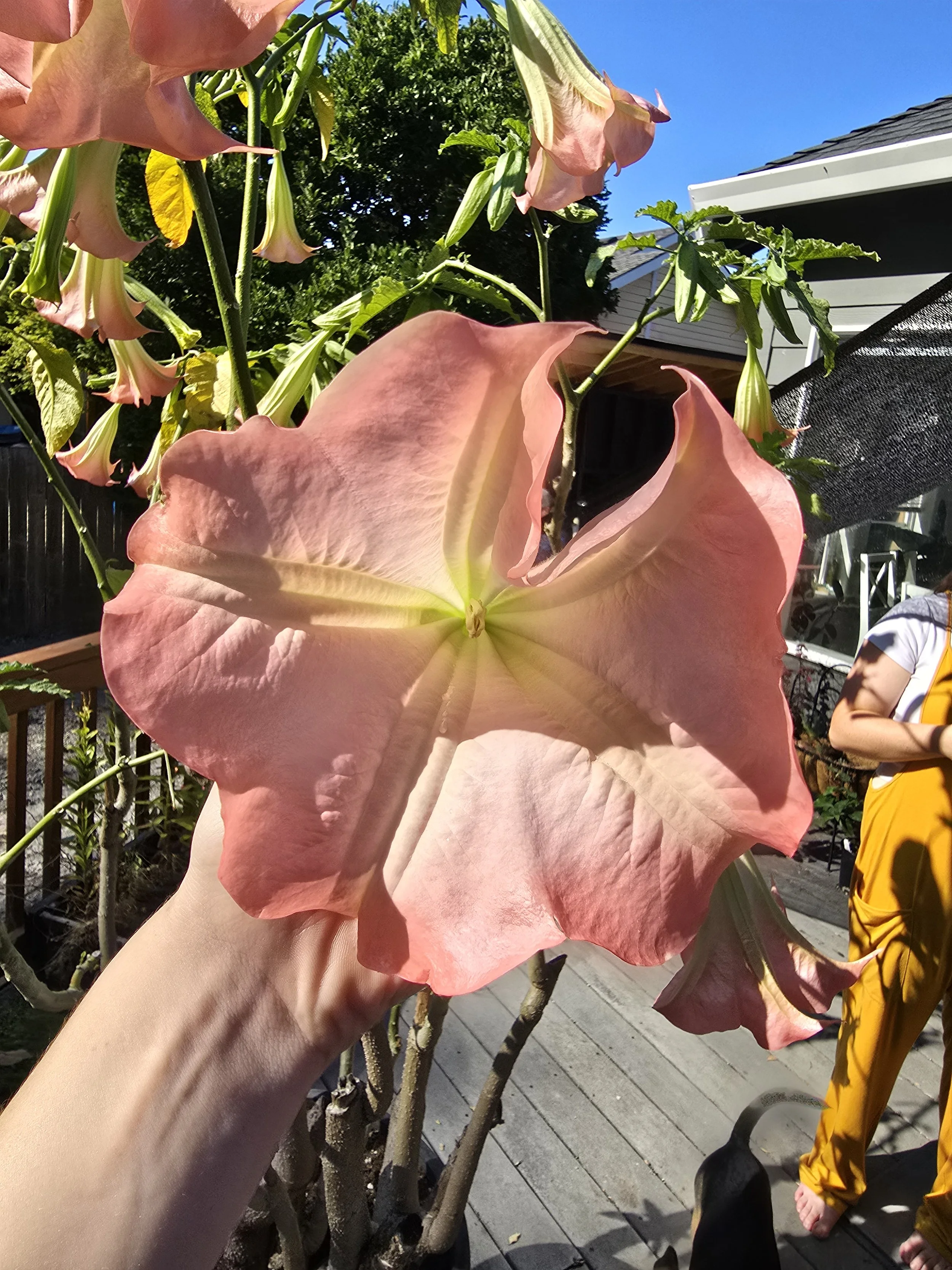 Versicolor Pink (1).jpg