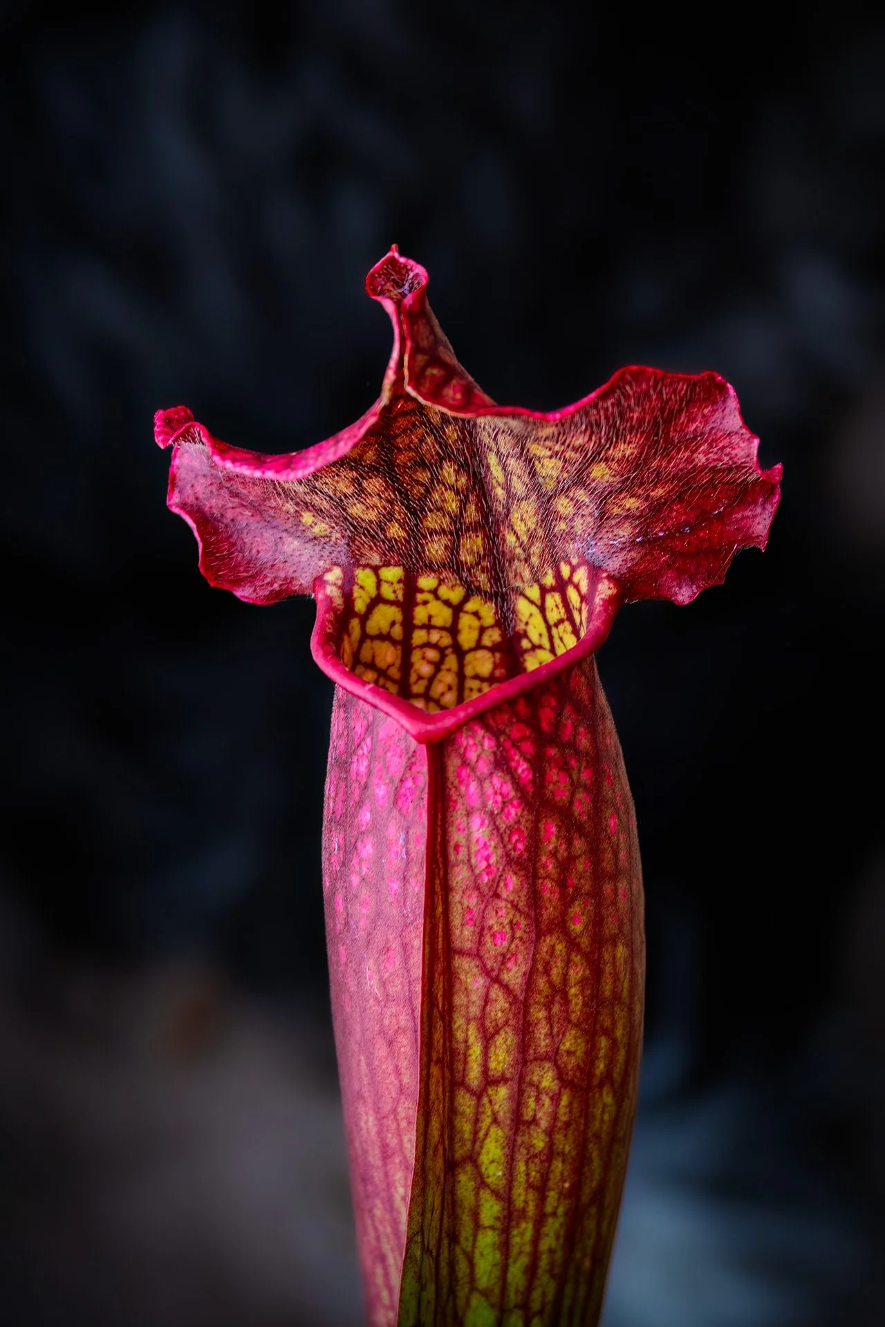 Carnivorous-Plant_1808-1.jpg