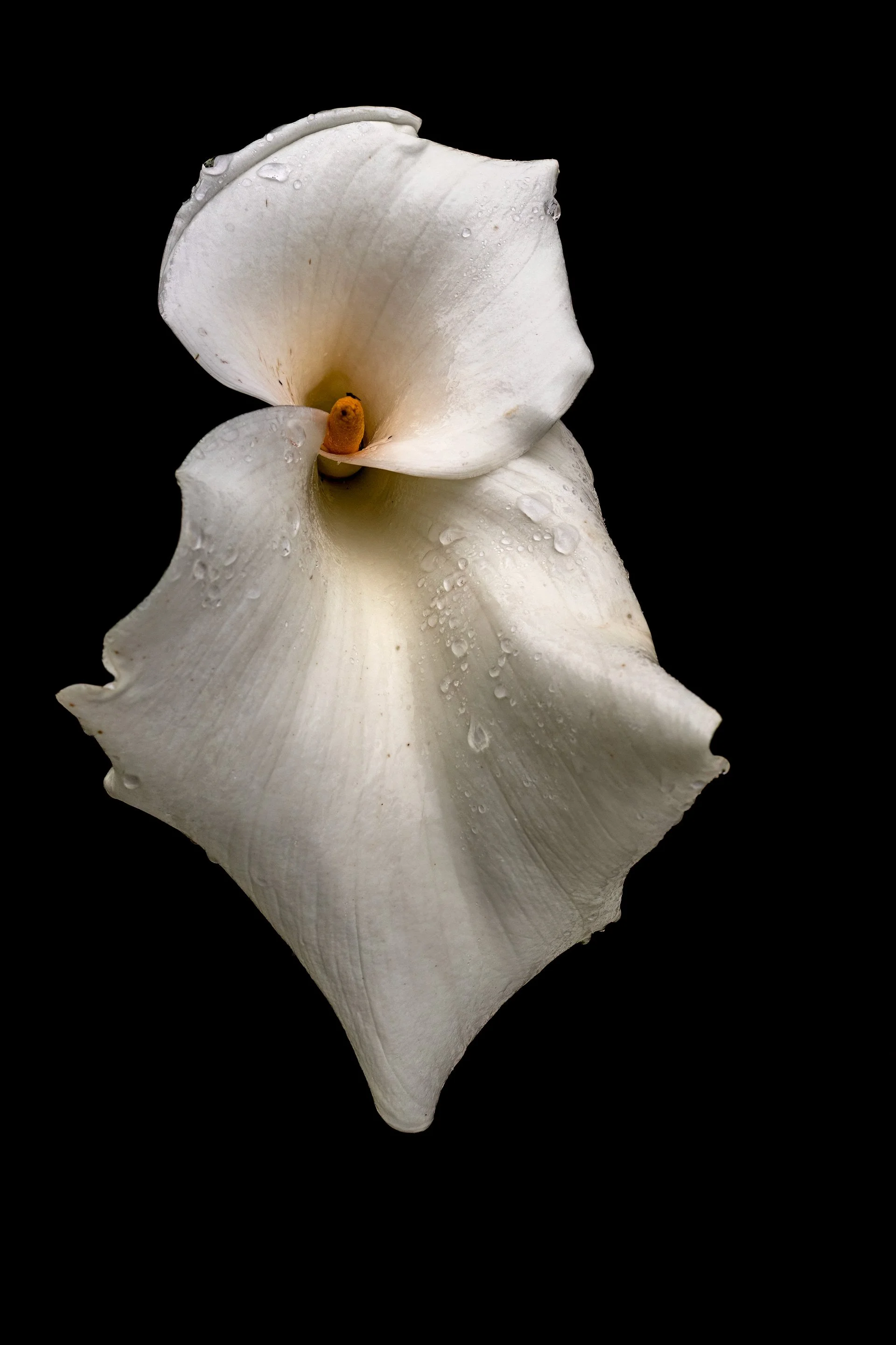 Double-Calla-Full-Frontal_5008-1.jpg