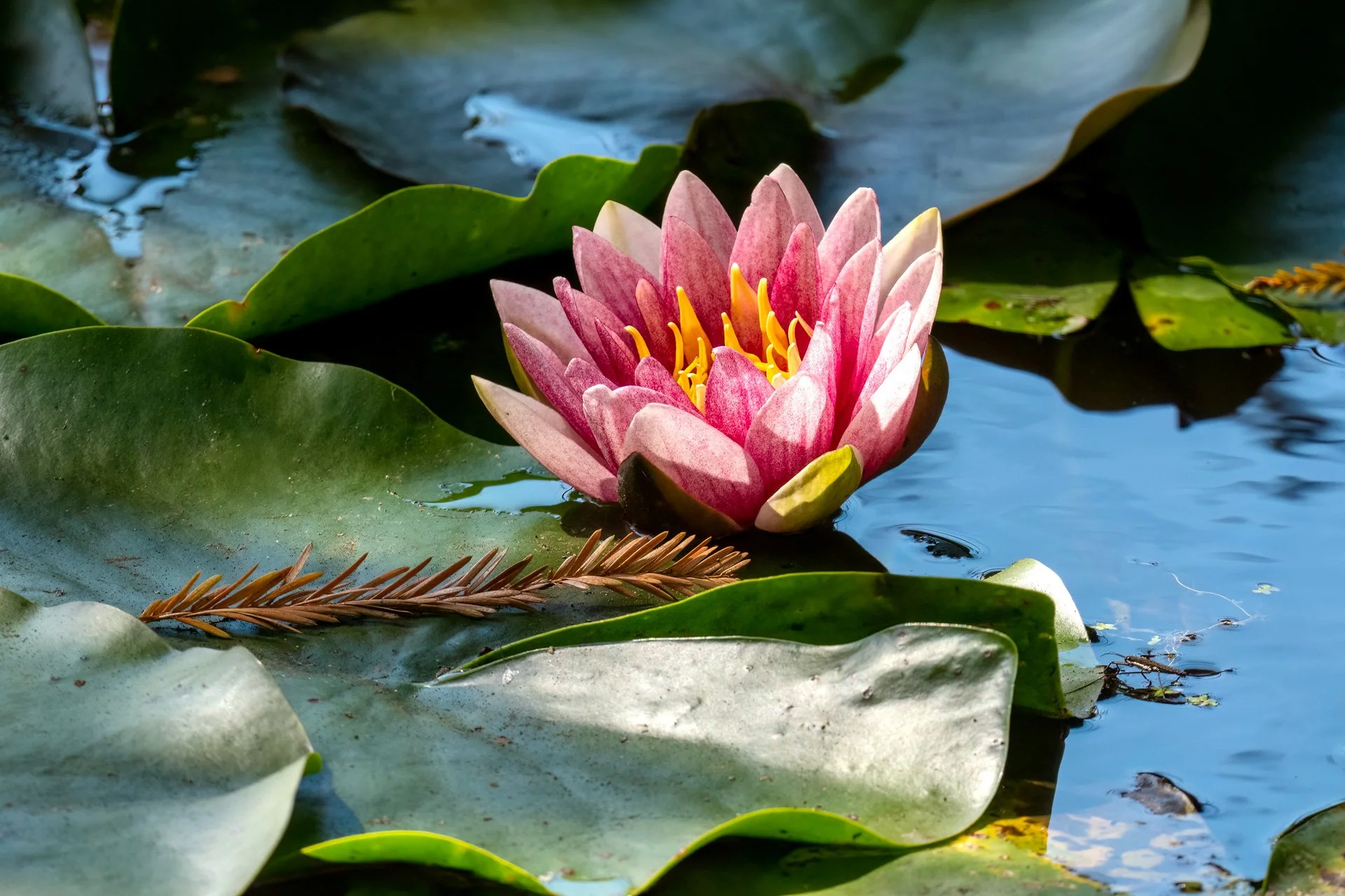 Pink-Waterlily_9524-1.jpg