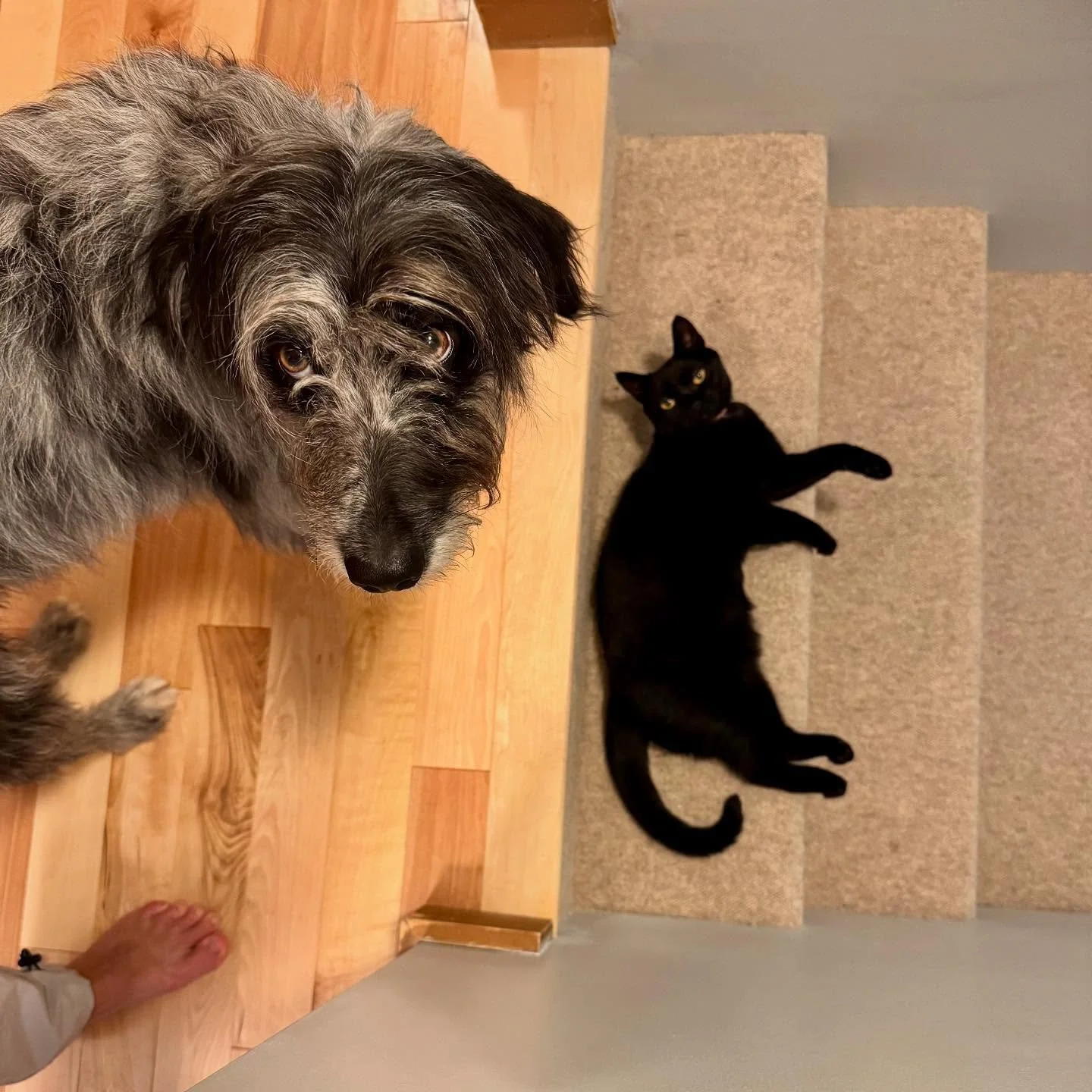 Moooom she won&rsquo;t let me pass!!

#clearcommunication