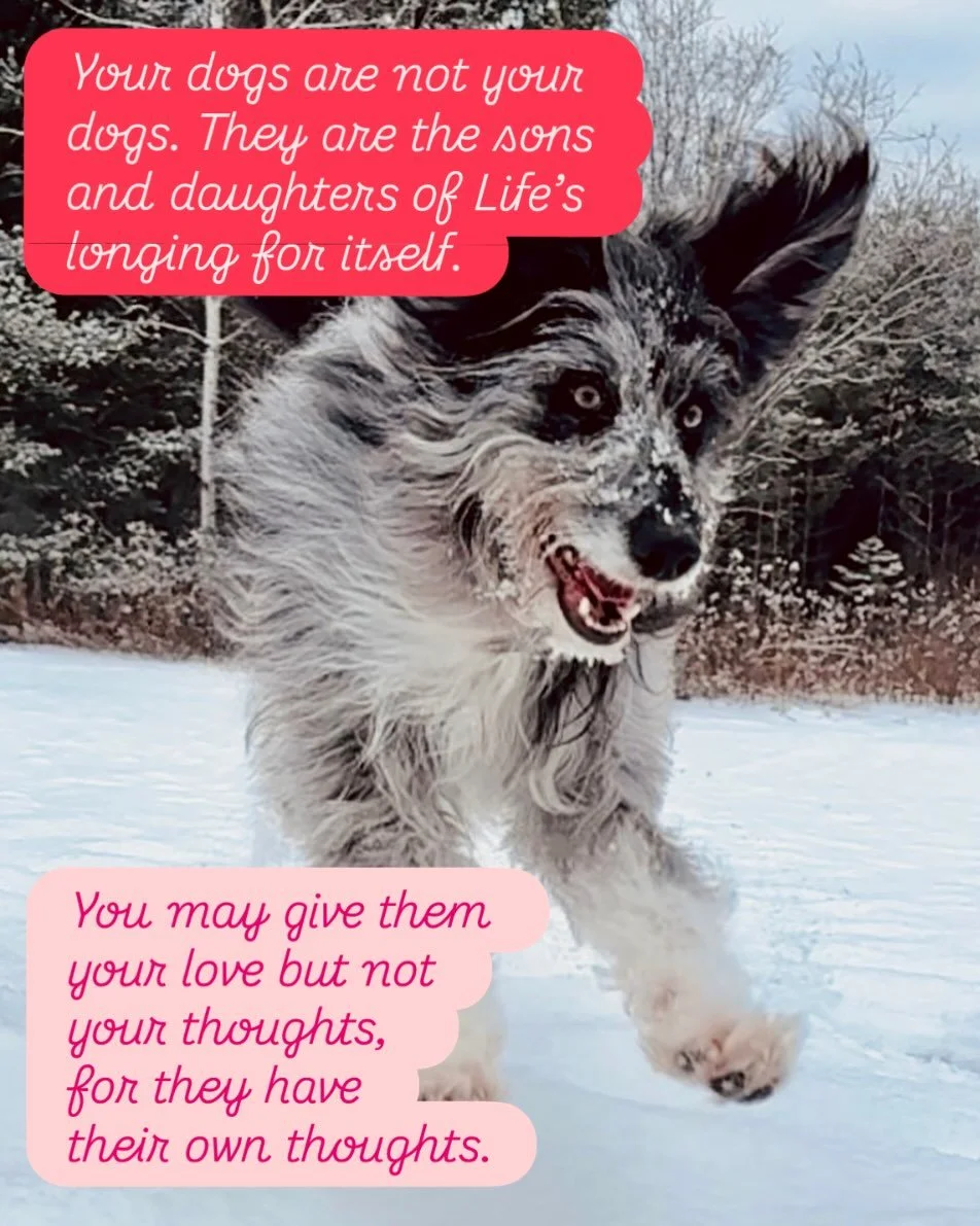 &mdash;Inspired by Khalil Gibran

Yes, dogs are still legally property. But they are also highly intelligent and complex emotional individuals. 

Taking the time to understand their language and needs will improve your relationship, guaranteed. &hear