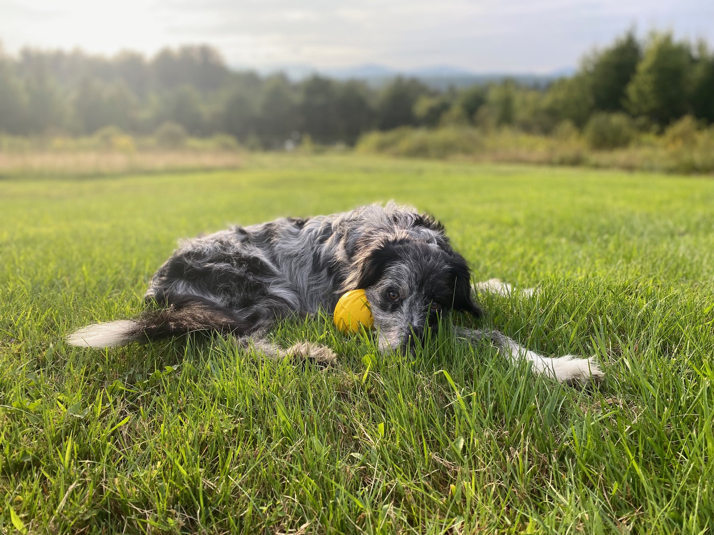 Puppy Fever Season: Know B4 you go