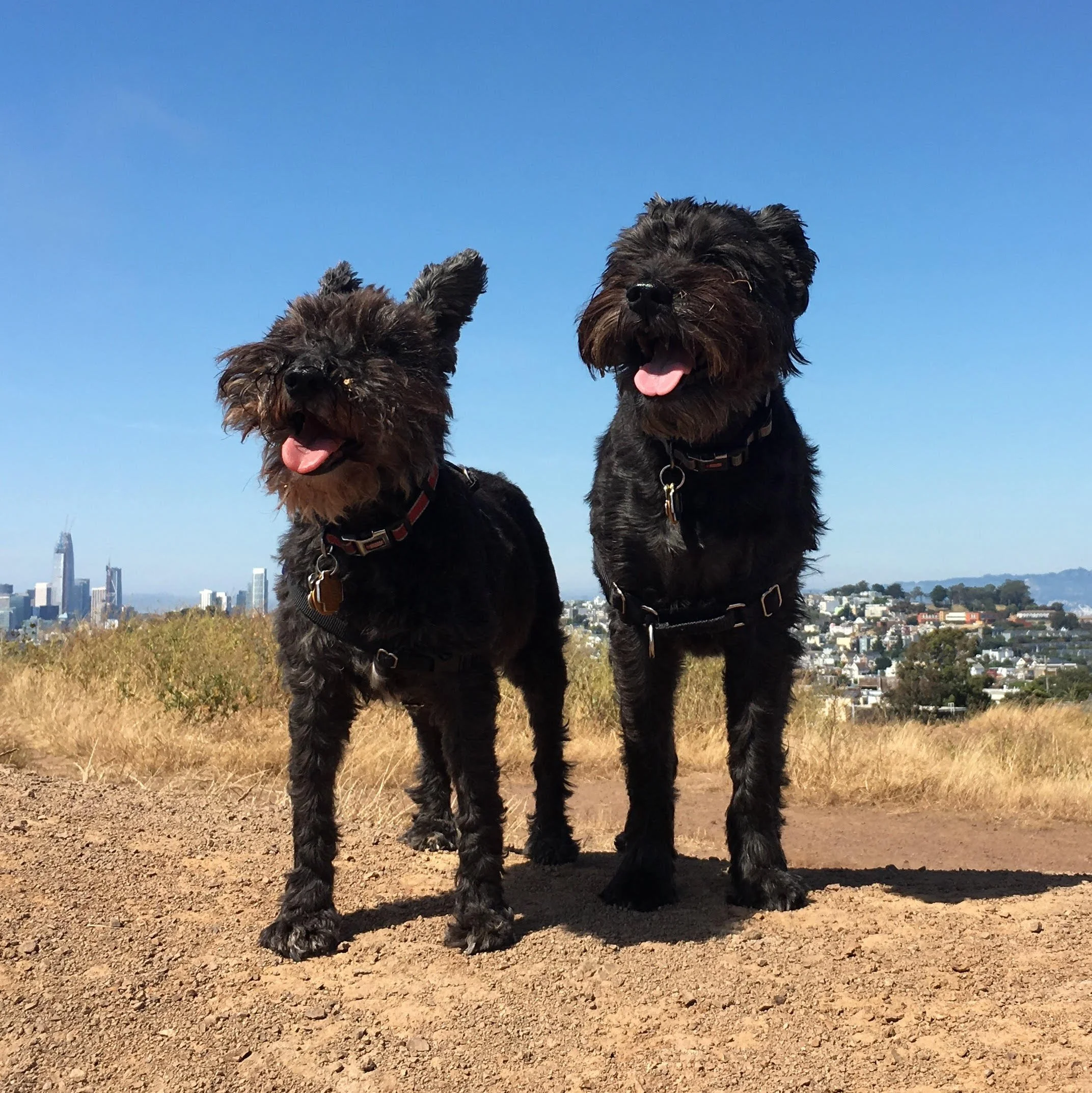 Two Schnauzers