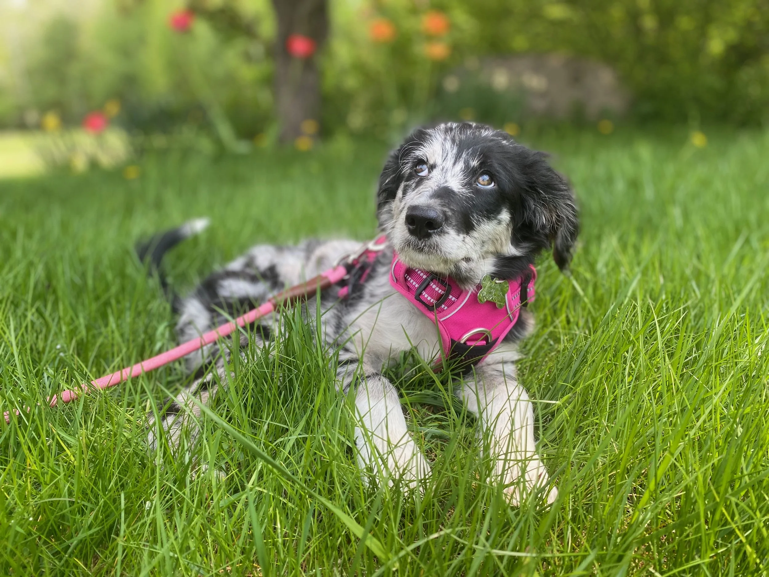 Puppy lying in the grass