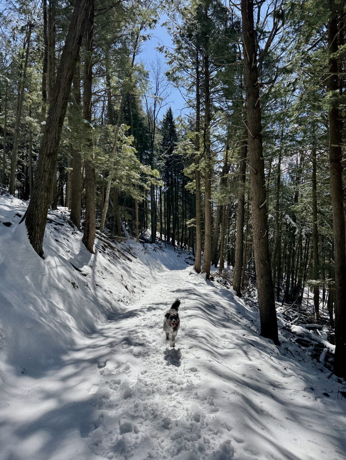 Dog running through snowy forest