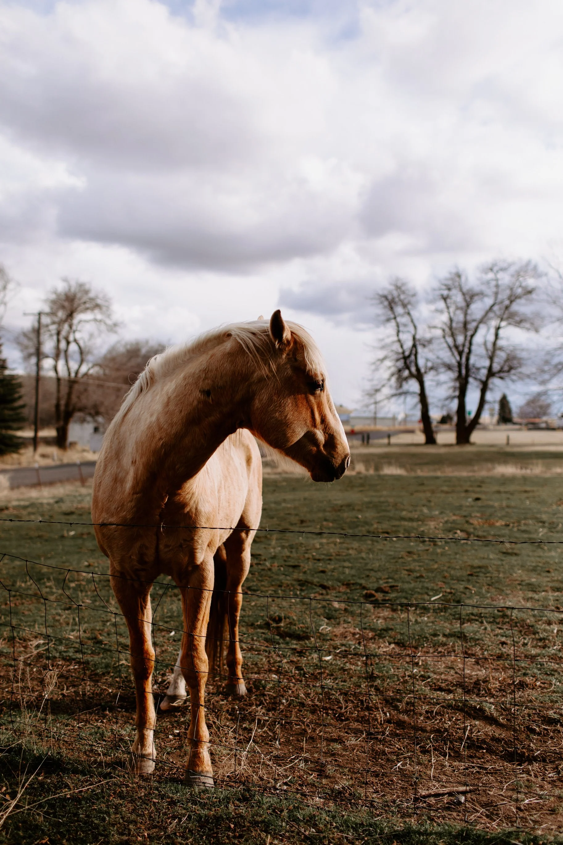 Julia Grass Valley Cat Dossett I Take Photos-37.jpg