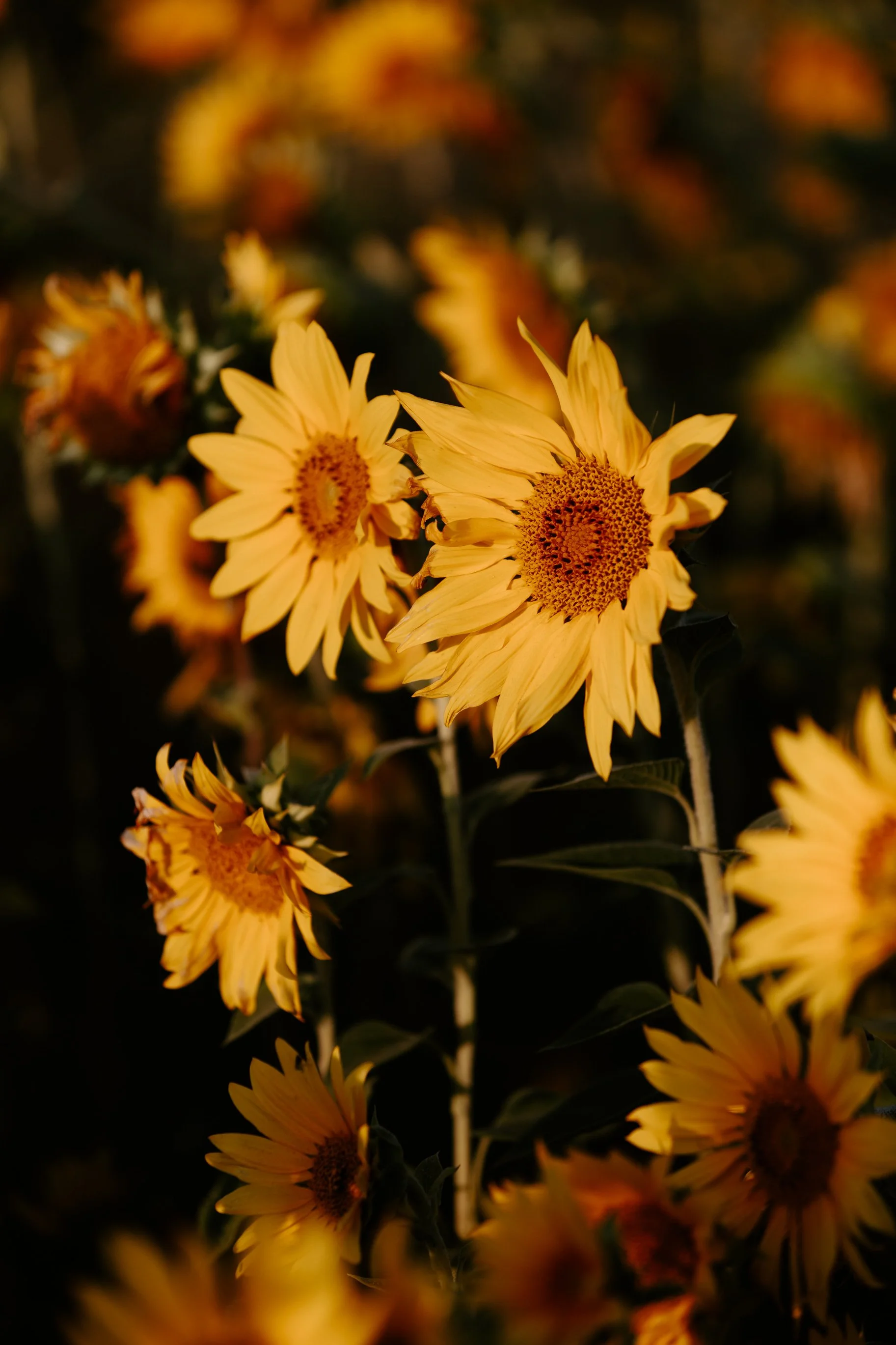 Sunflowers Cat Dossett I Take Photos-1.jpg