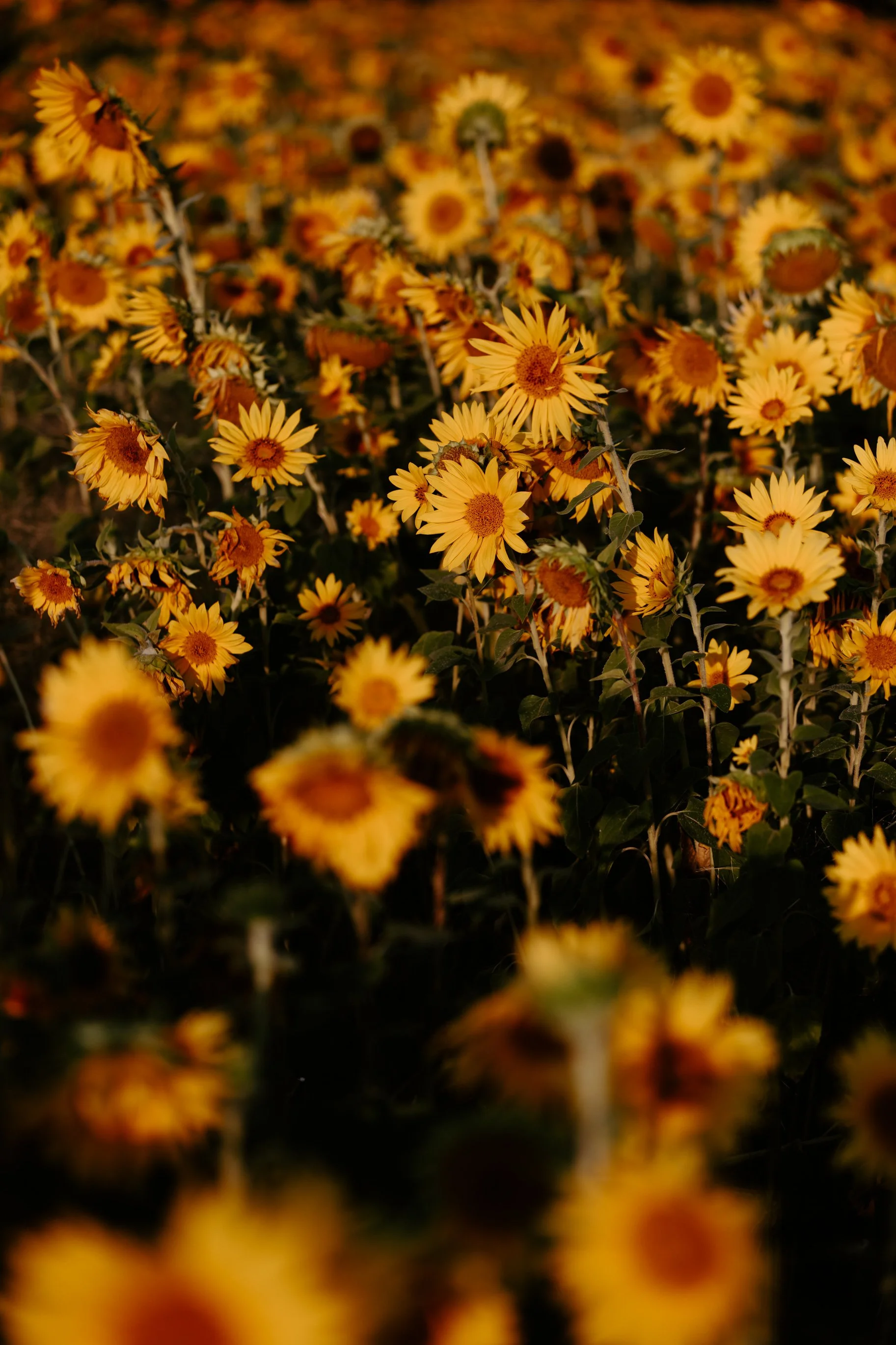 Sunflowers Cat Dossett I Take Photos-3.jpg