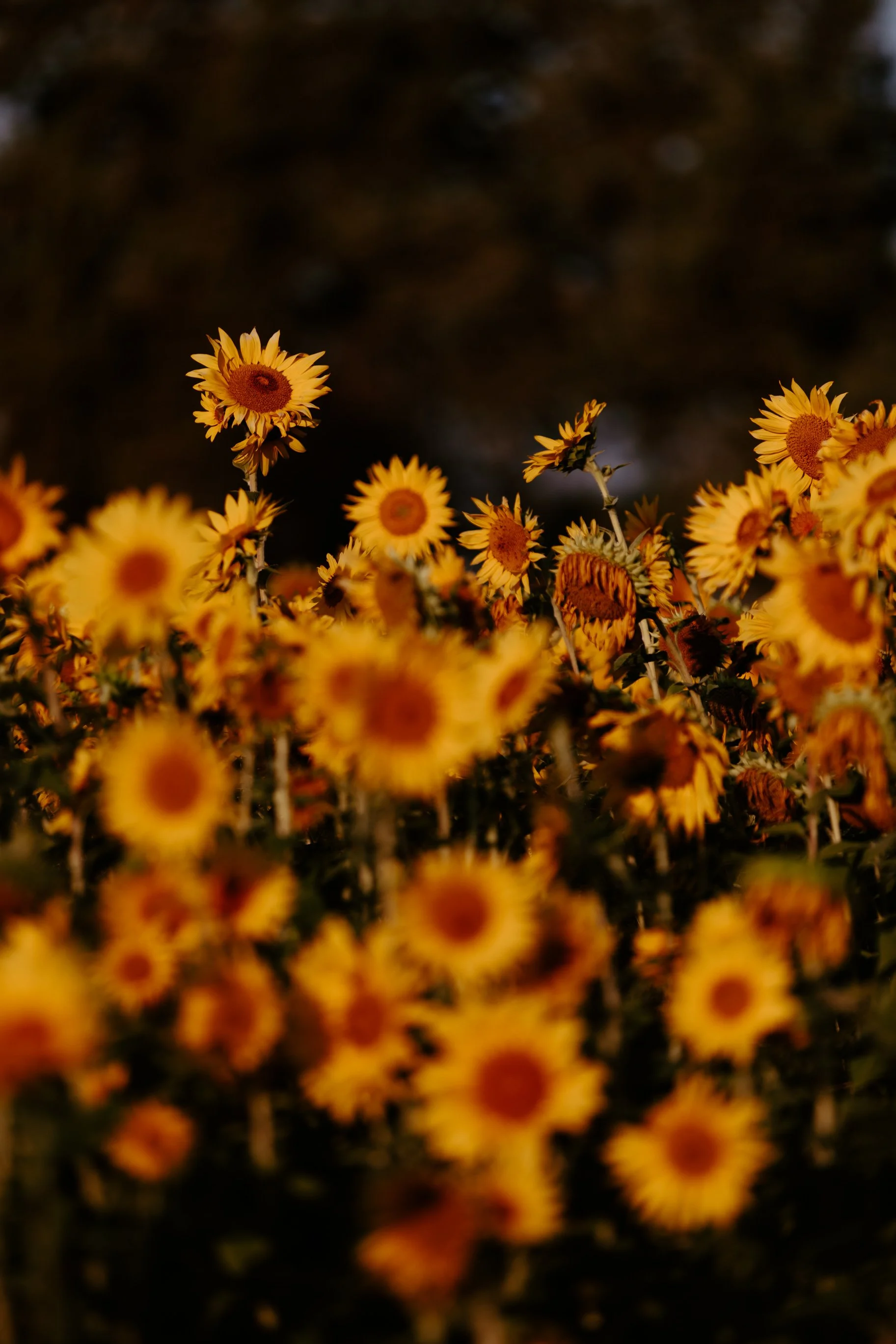 Sunflowers Cat Dossett I Take Photos-5.jpg