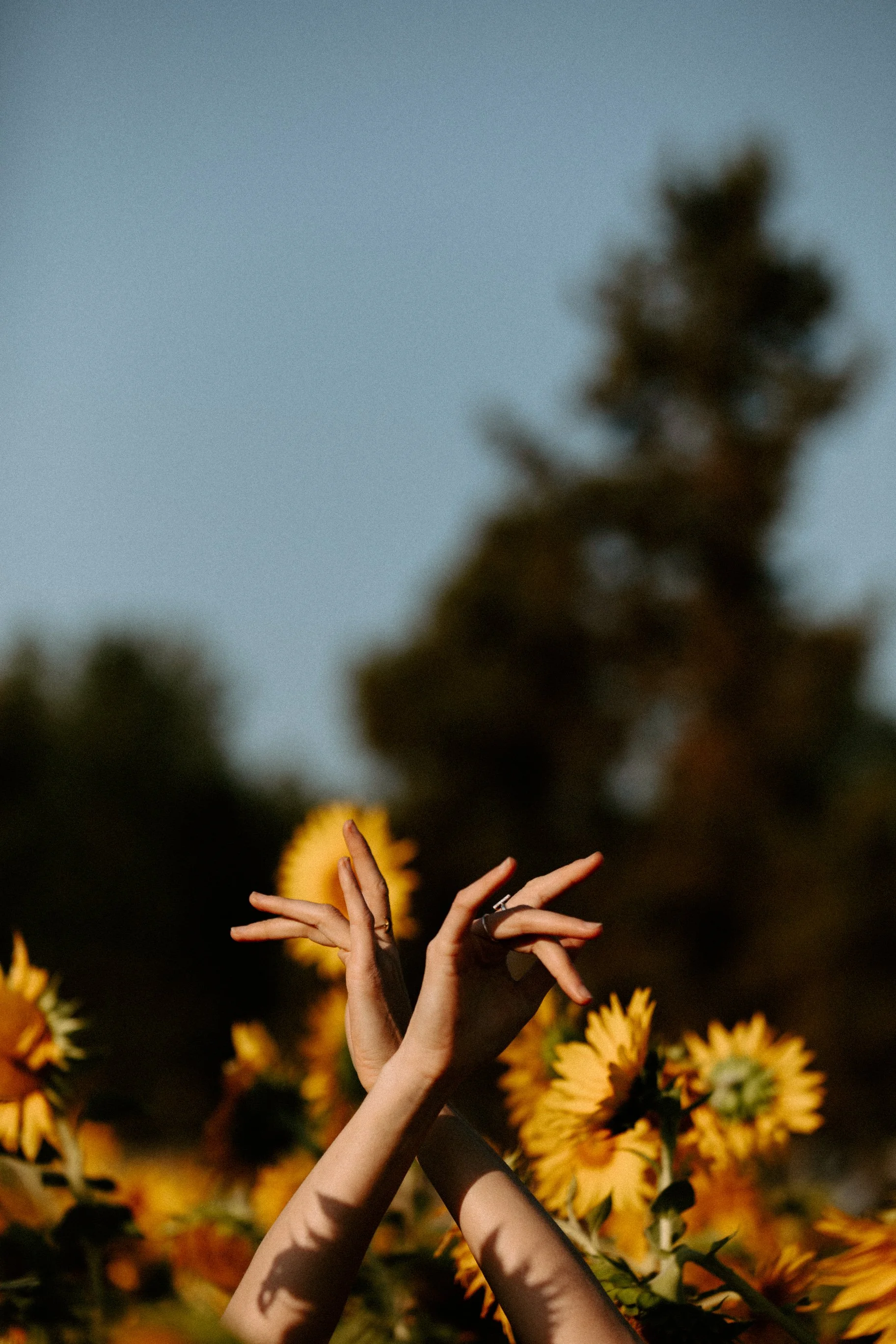 Sunflowers Cat Dossett I Take Photos-60.jpg
