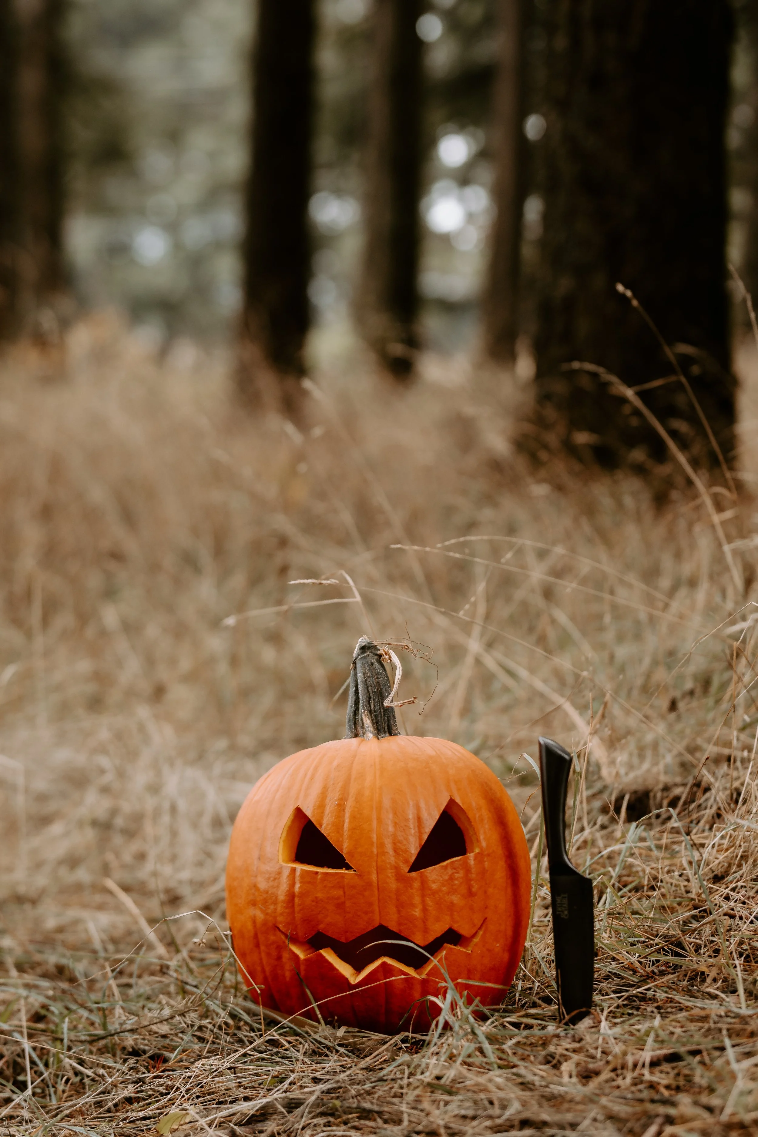 Coco Pumpkin Cat Dossett I Take Photos-3.jpg