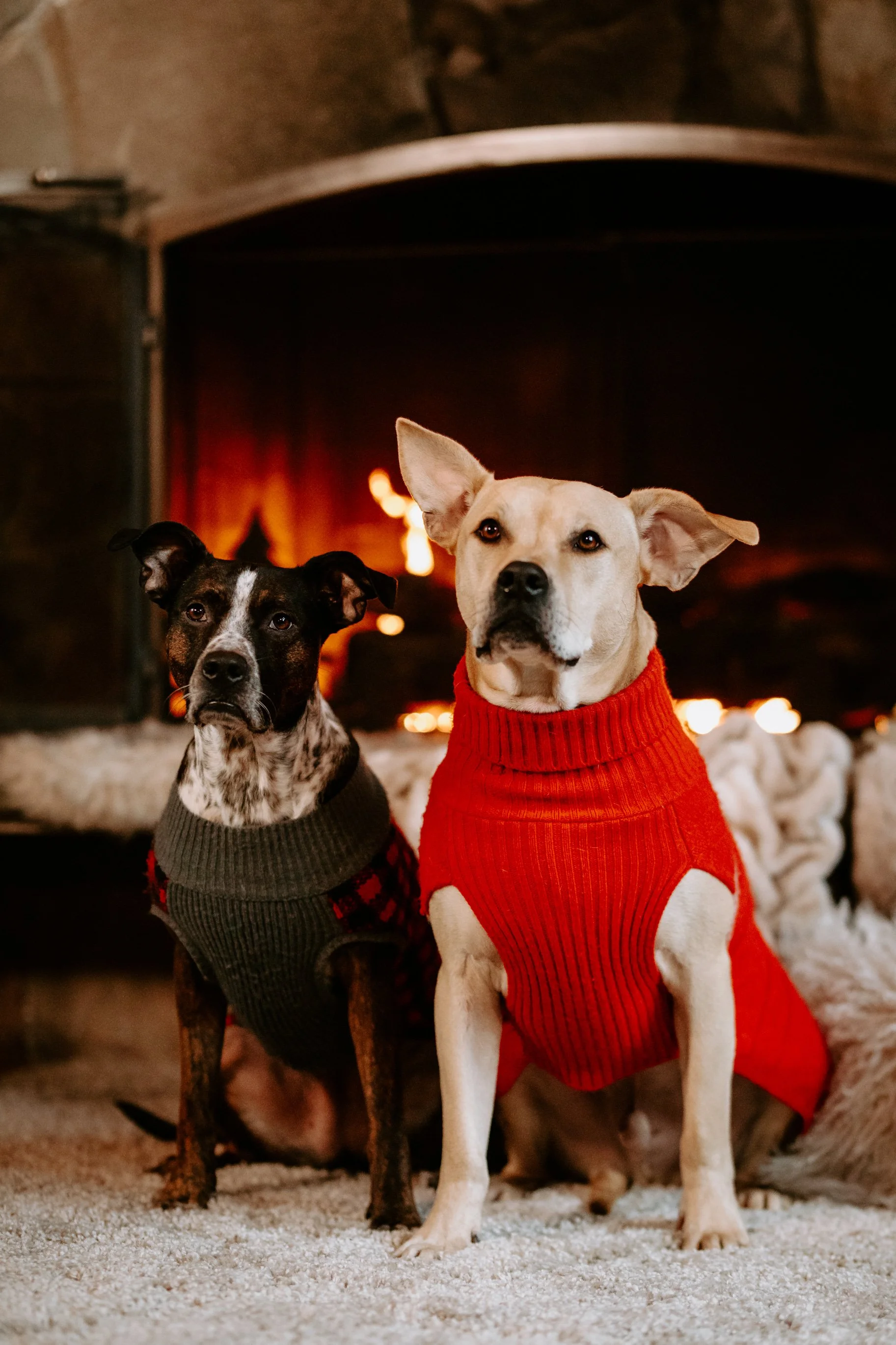 Whiskey+Wool 03 Dogs Cat Dossett I Take Photos-16.jpg