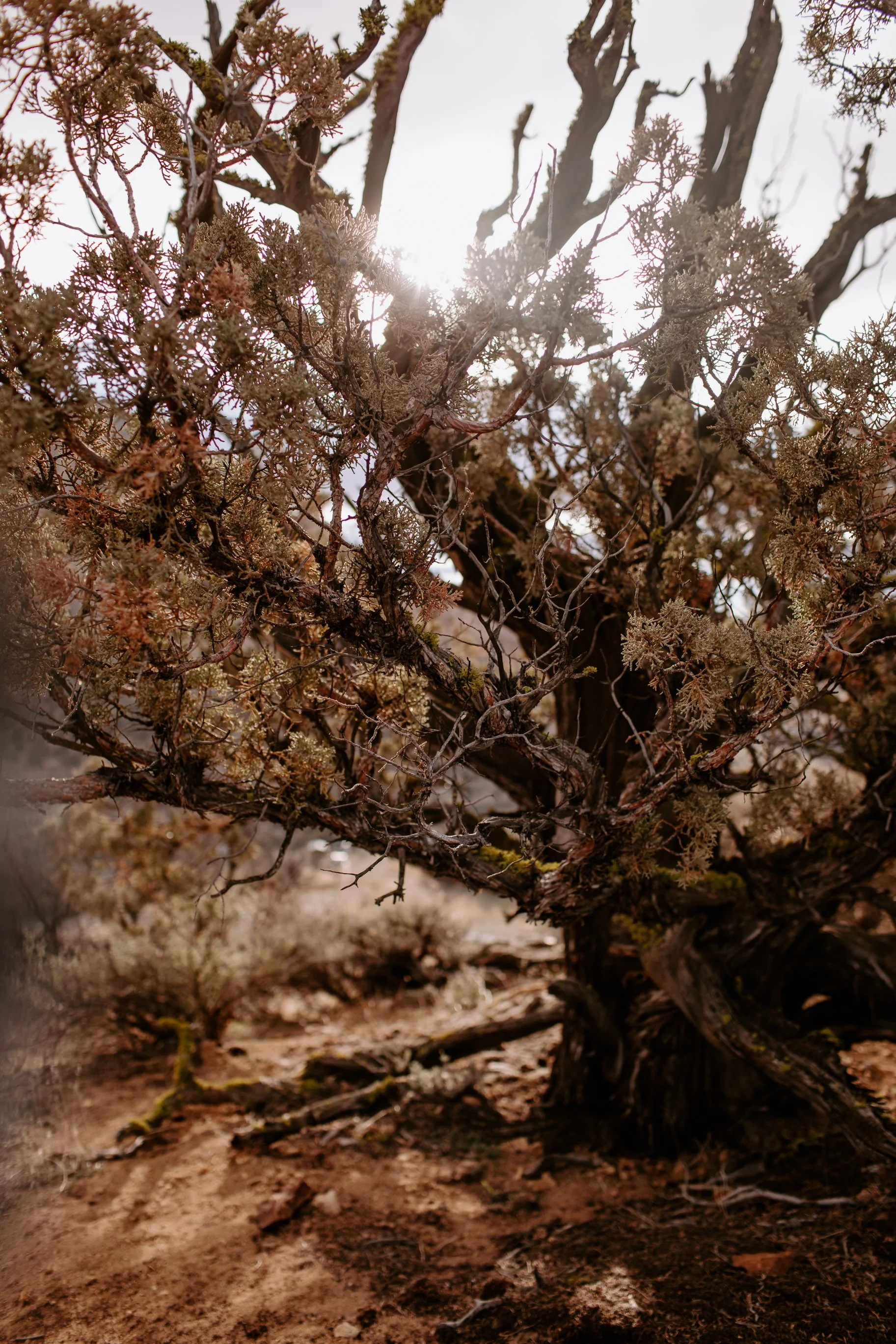 Mckenna+Aaron Smith Rock Elopement Cat Dossett I Take Photos-356.jpg