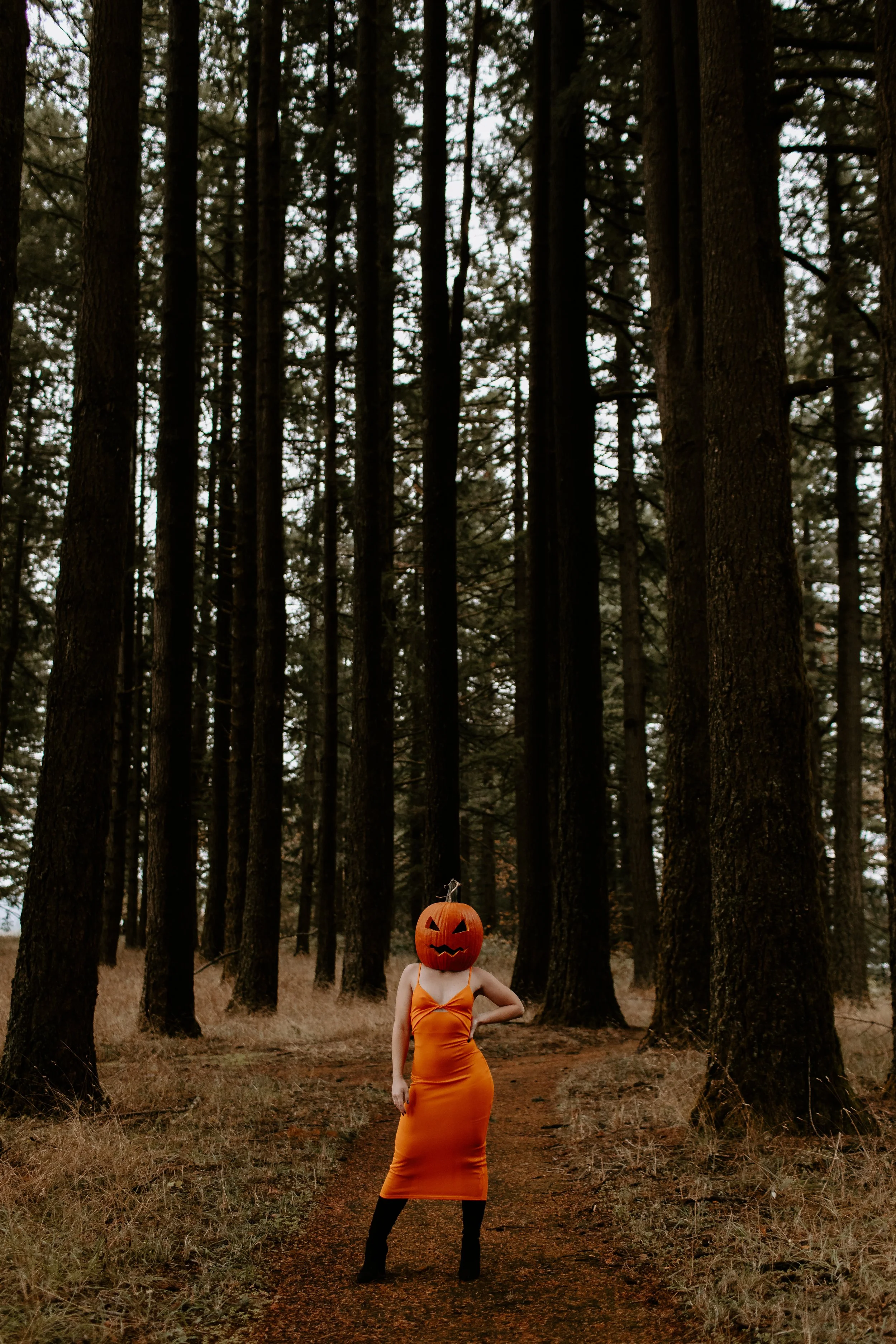 Coco Pumpkin Cat Dossett I Take Photos-28.jpg