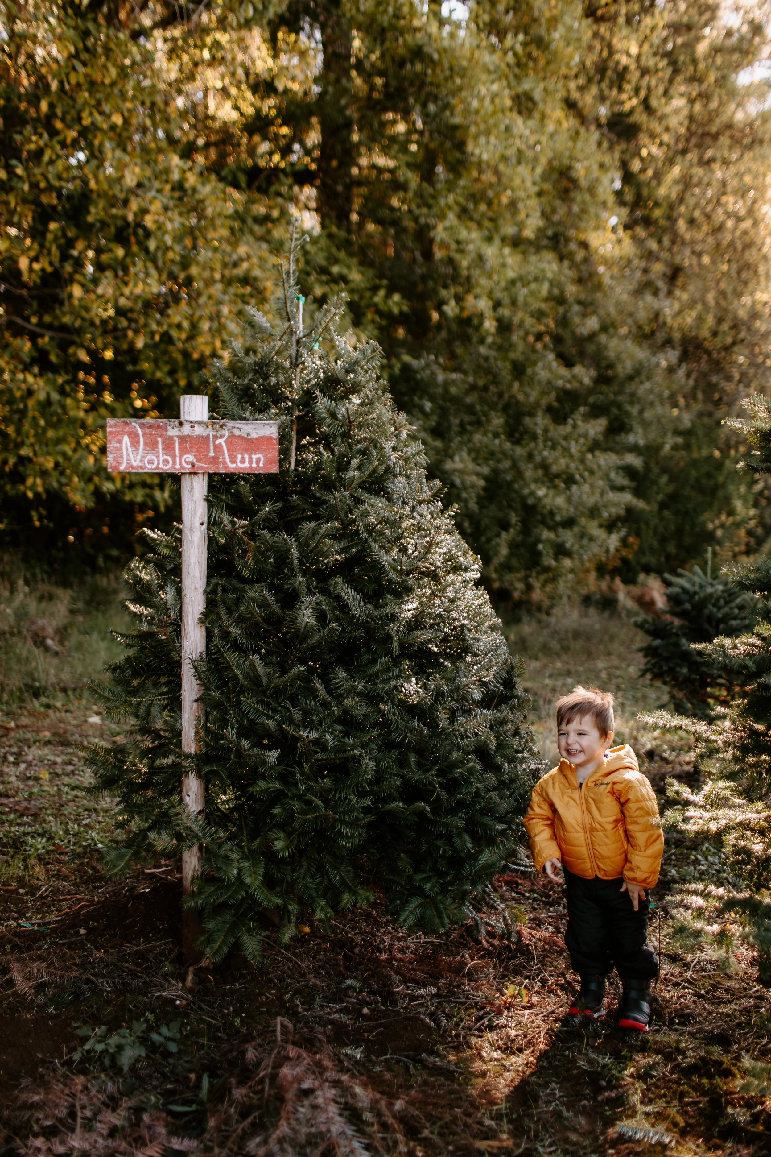 A young boy in a yellow jacket smiling standing next to a Christmas tree in a forest of evergreen trees, with a sign that reads 'Noble Fir' on a post.
