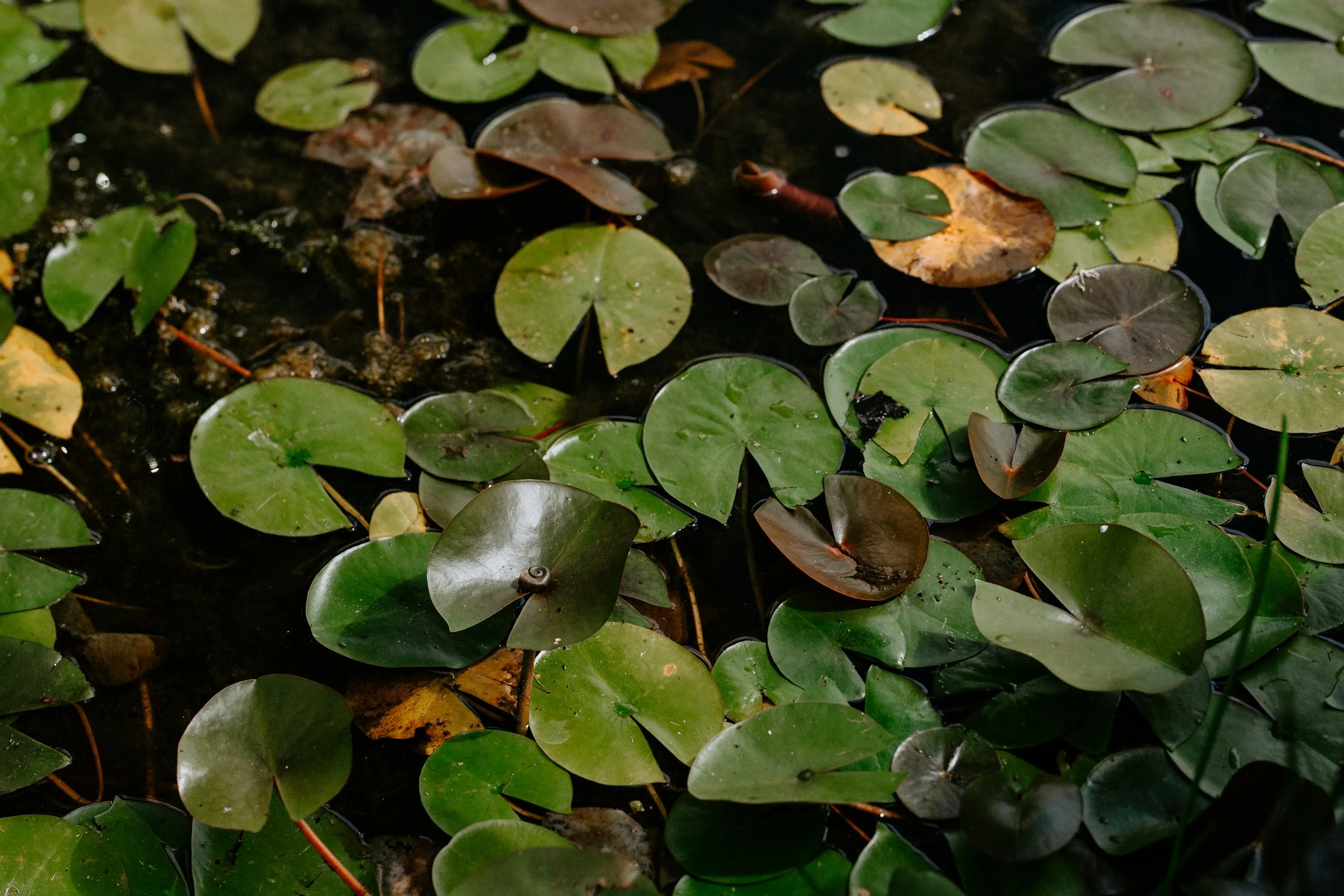 Mckenna Water Nymph Cat Dossett I Take Photos-143.jpg