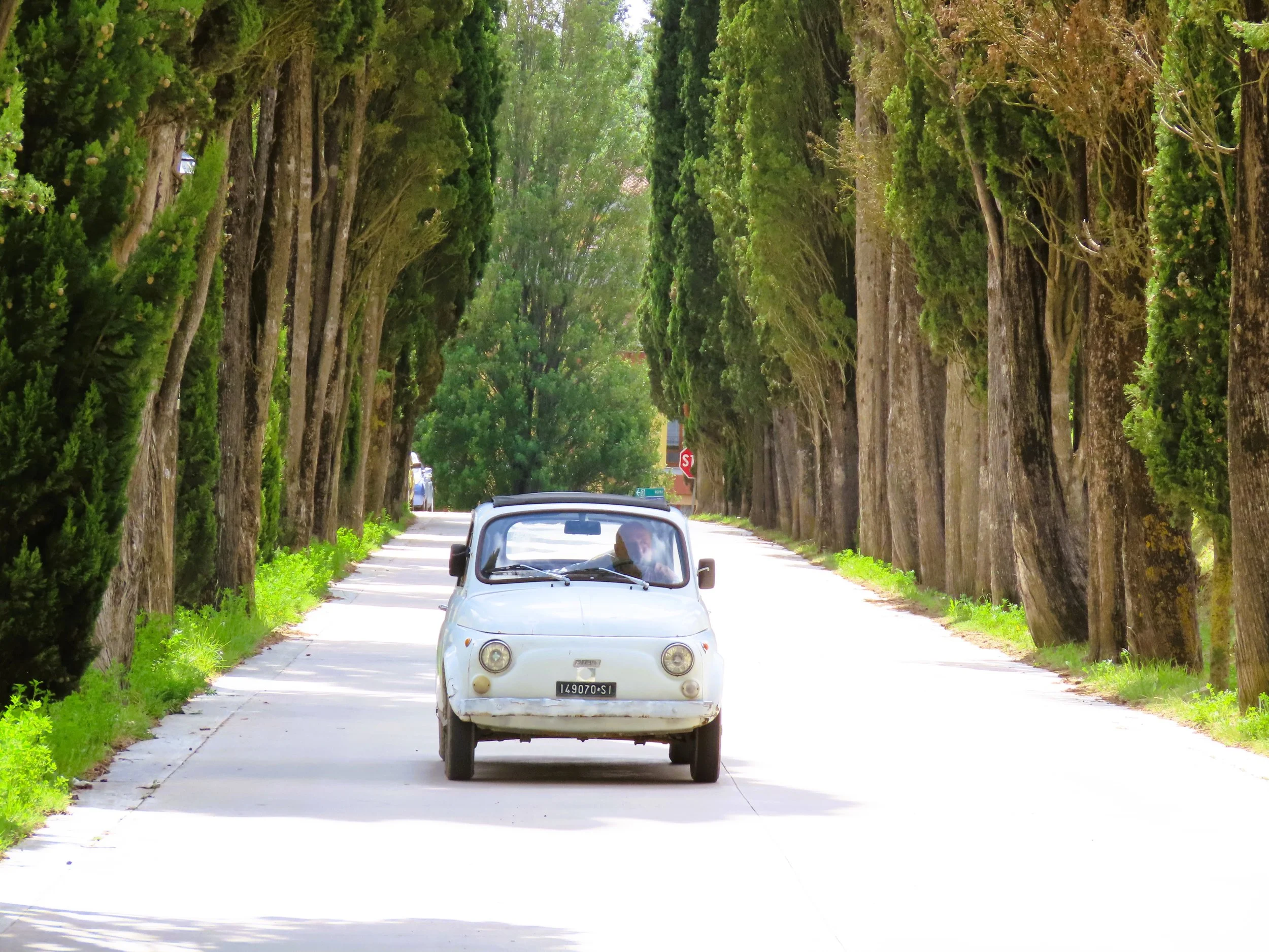 Un'auto bianca su una strada circondata da alberi alti e verdi.