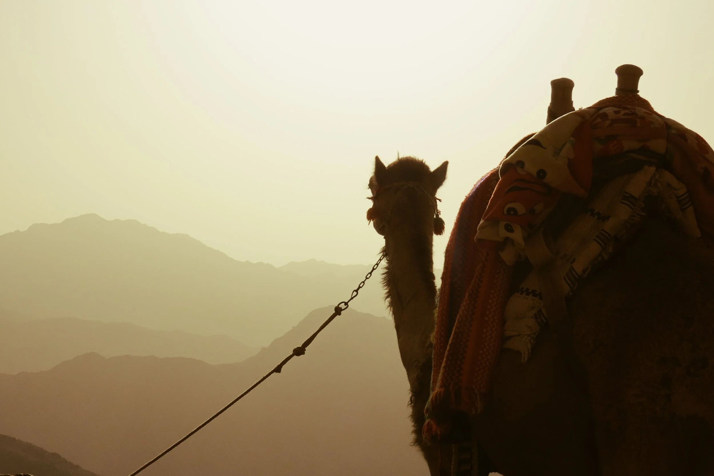 Un cammello con un carico di tessuti colorati al tramonto, con montagne sullo sfondo.