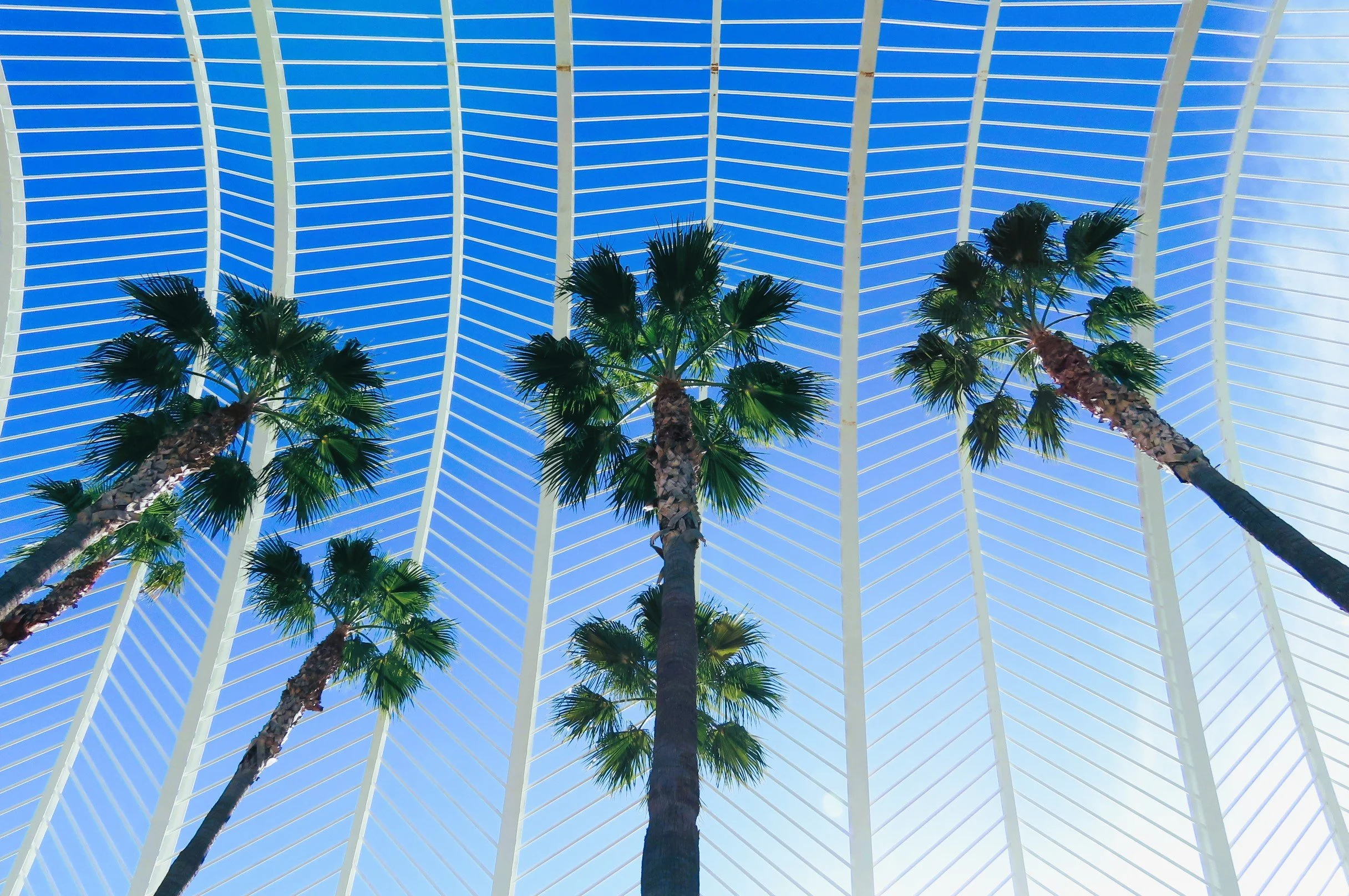 Alto soffitto con struttura a sbarra bianca e cielo blu, con tre palme verdi