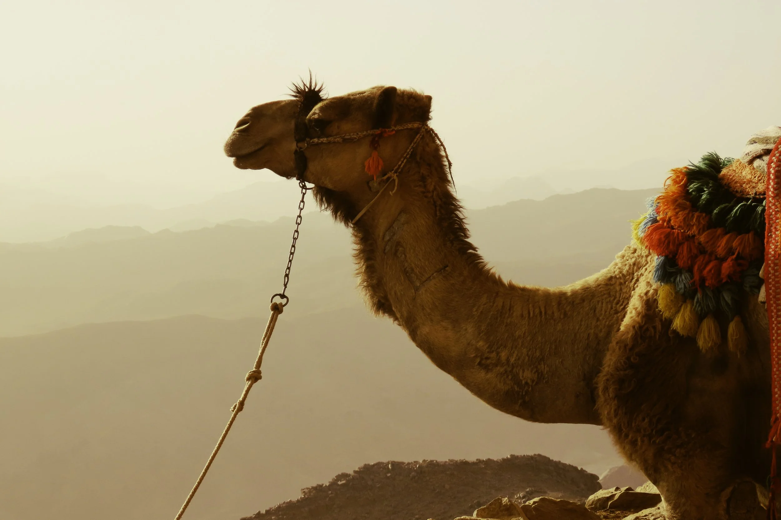 Un cammello seduto con decorazioni colorate sulla groppa, in un paesaggio desertico con montagne sullo sfondo.