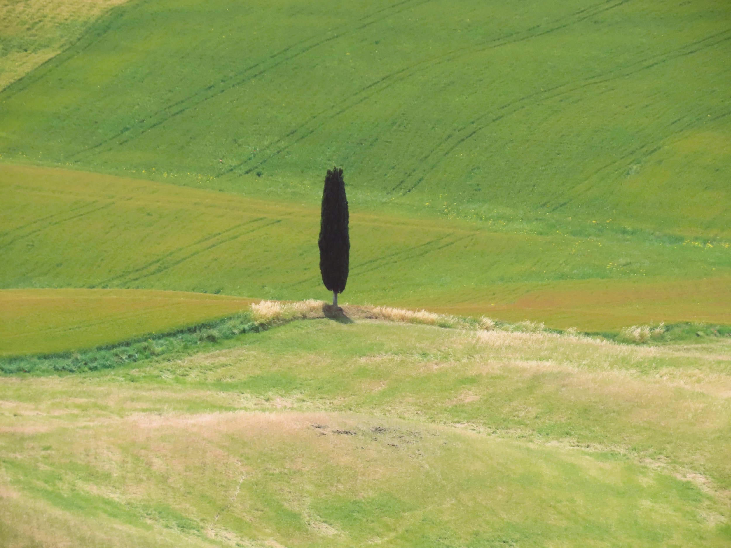 Paesaggio collinare con un albero di cipresso al centro, circondato da campi verdi e colline ondulate