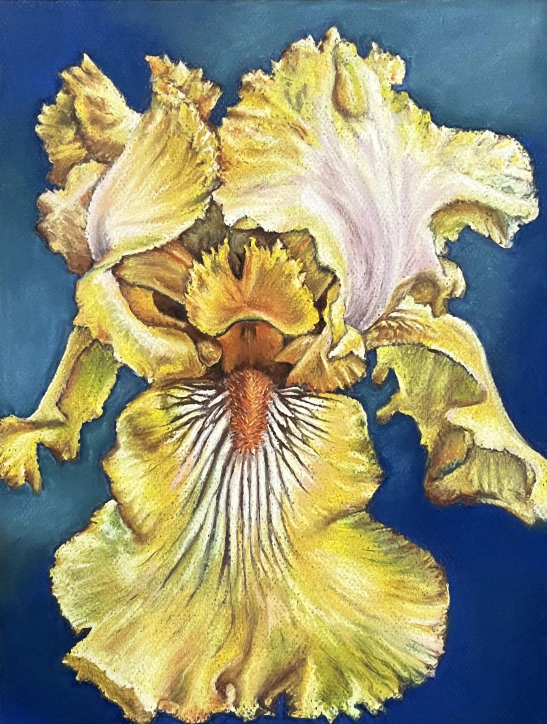 Yellow Bearded Iris 2023